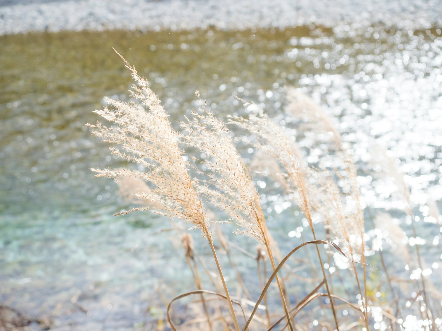 Sanft gefärbtes Gras nahe einer ruhigen Wasseroberfläche