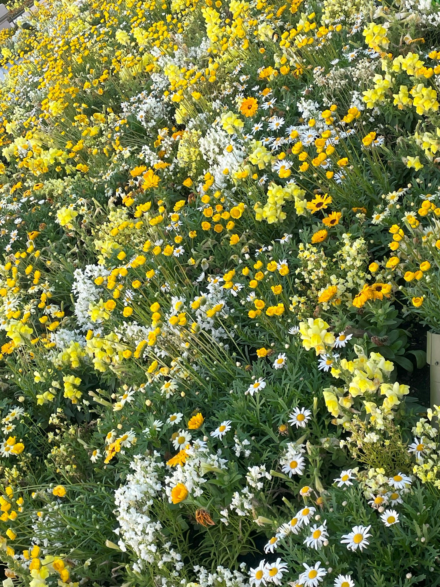 Un champ vibrant de fleurs jaunes et blanches en fleurs