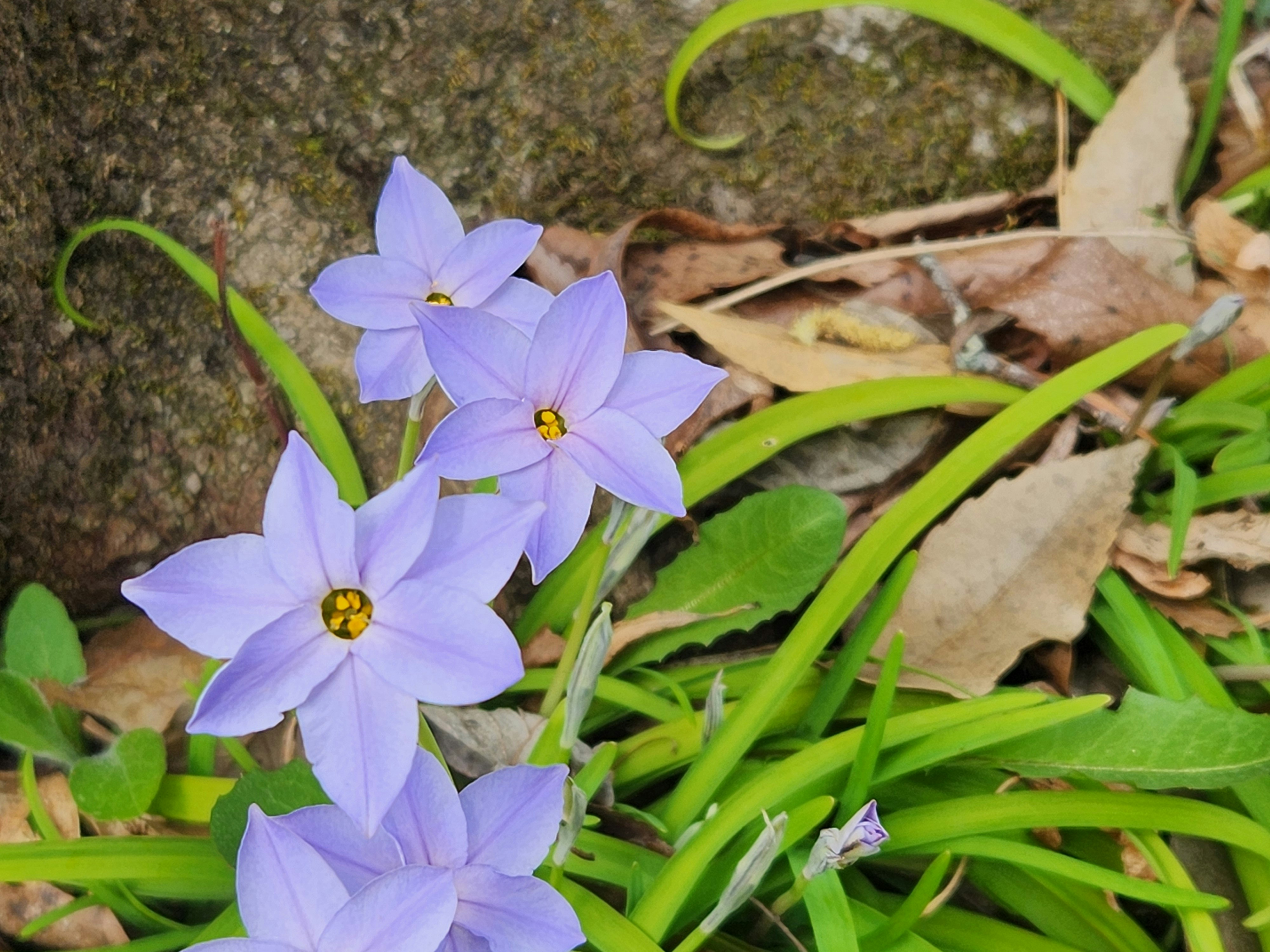 春の花韮（ハナニラ）の青紫の花が咲く地面の近景