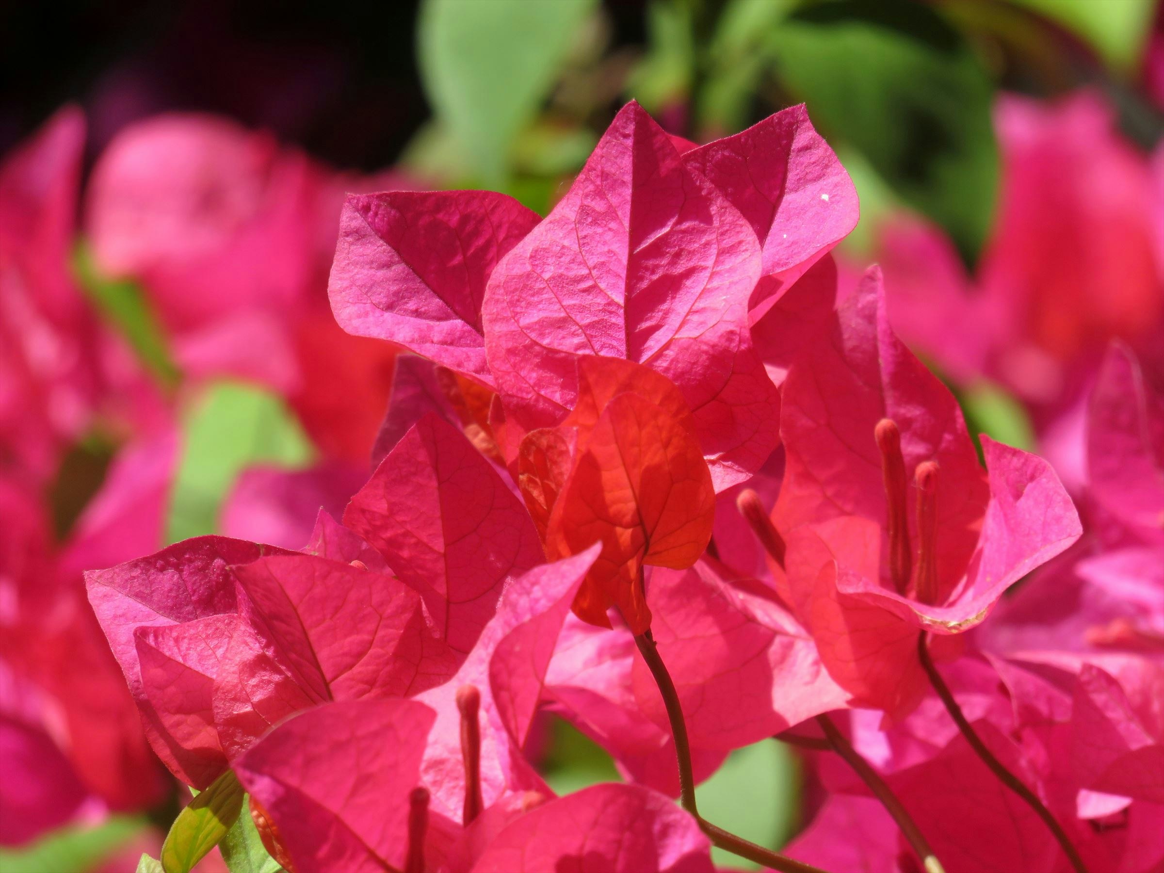 ดอก bougainvillea สีชมพูสด กลีบดอกซ้อนกัน