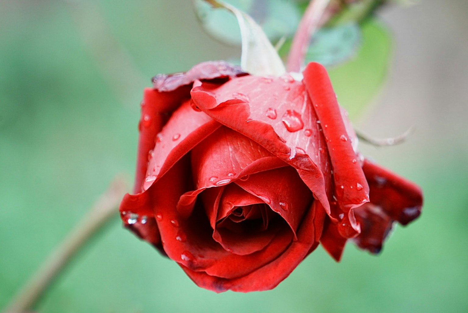 Close-up of a red rose with water droplets