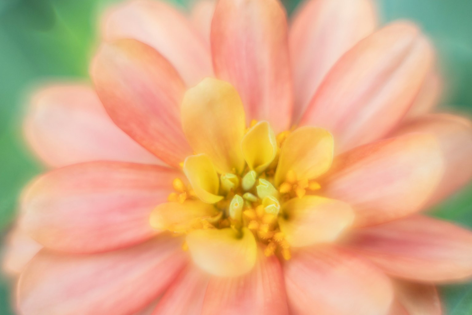 花朵特写，柔和的粉色花瓣和黄色中心