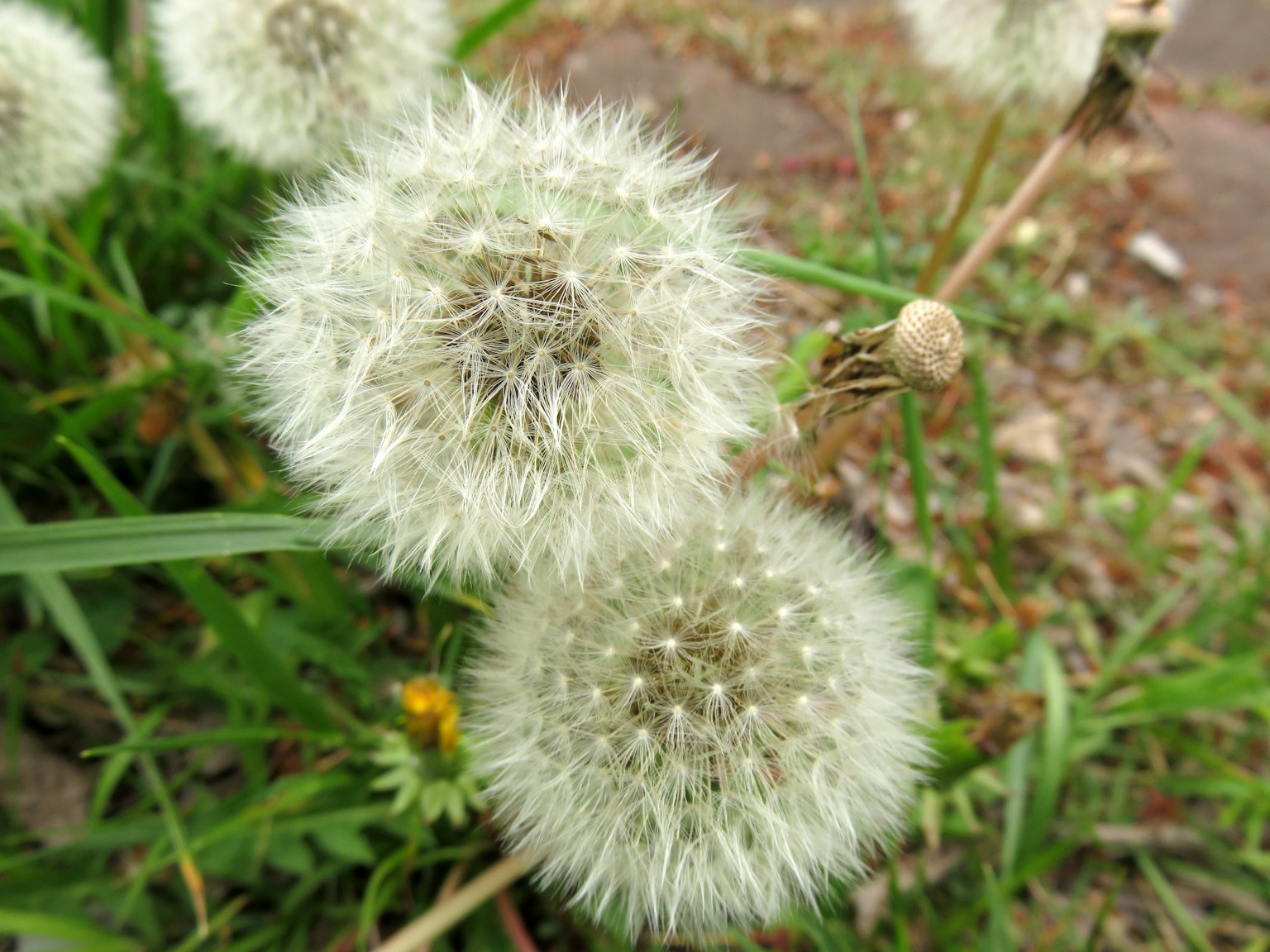 Kumpulan kepala biji dandelion putih di area berumput
