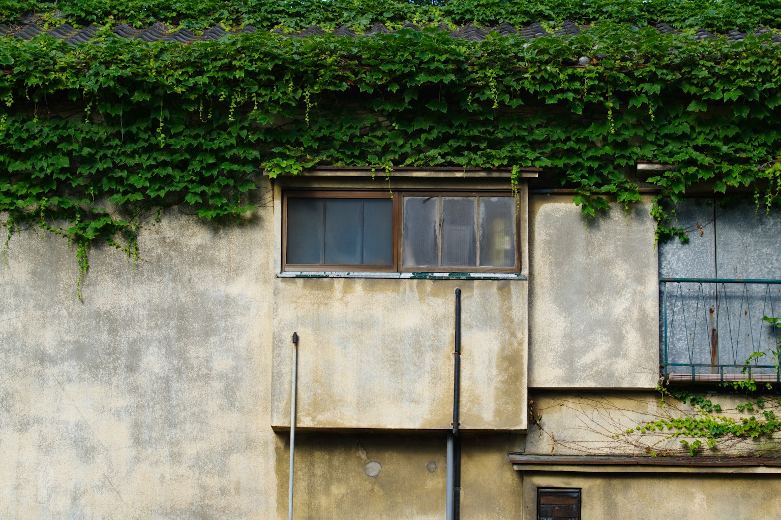 Teil eines alten Gebäudes, das mit grünen Ranken bedeckt ist und ein Fenster hat