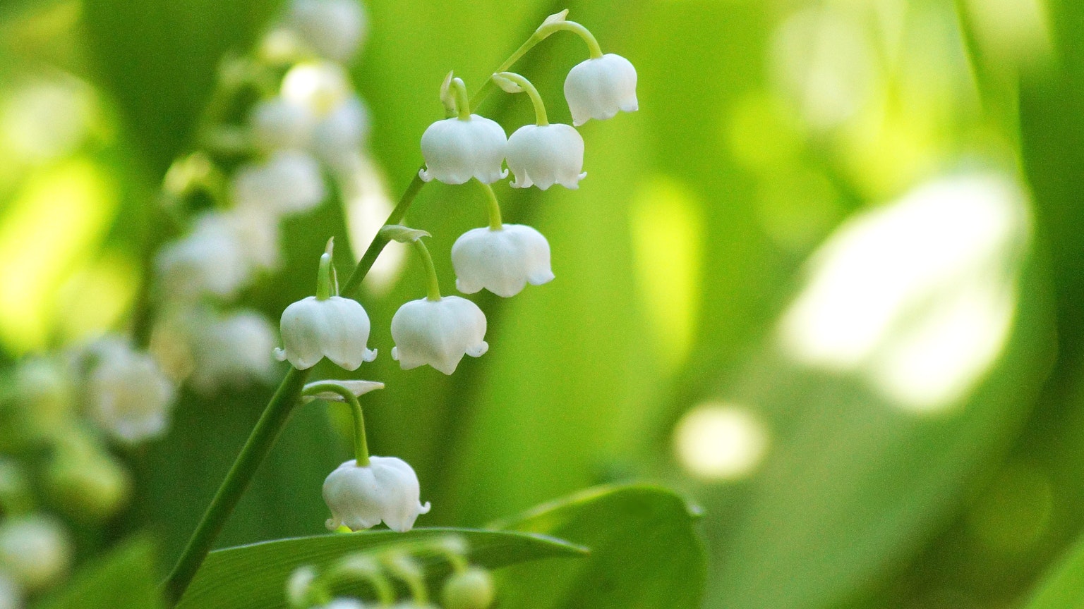 Un grupo de flores blancas de lirio de los valles sobre un fondo verde