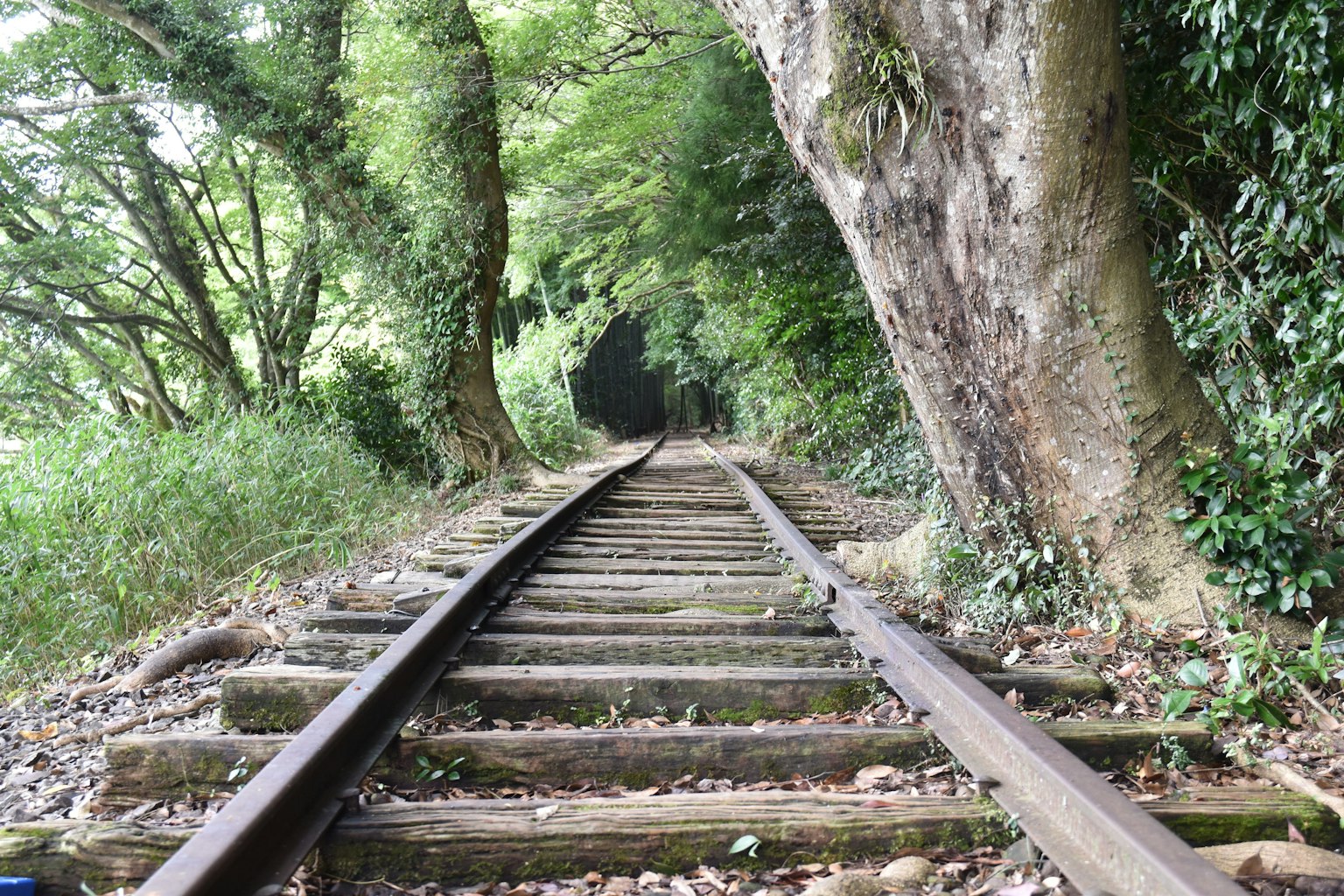 รางรถไฟเก่าที่ถูกล้อมรอบด้วยต้นไม้สีเขียว