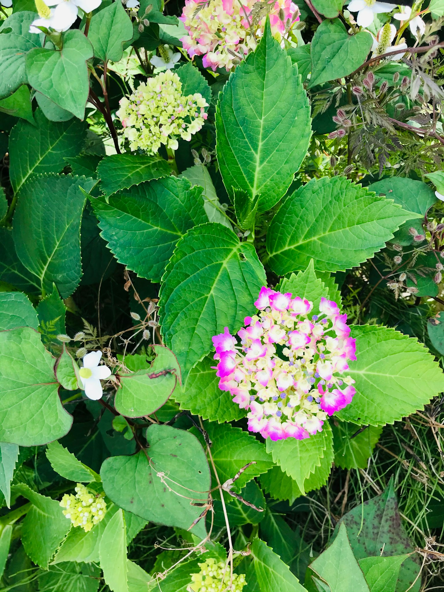 生動的粉紅色和白色圓形花束被綠色葉子包圍