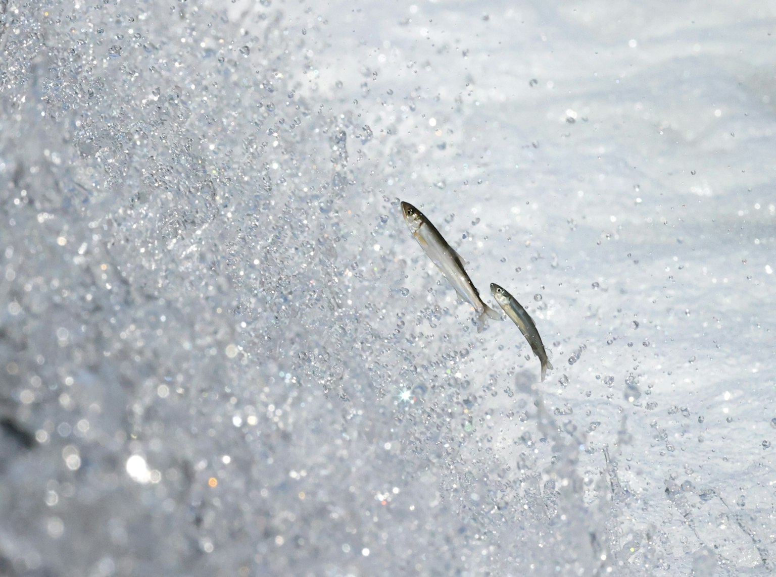 Fisch springt durch glitzernde Wellen