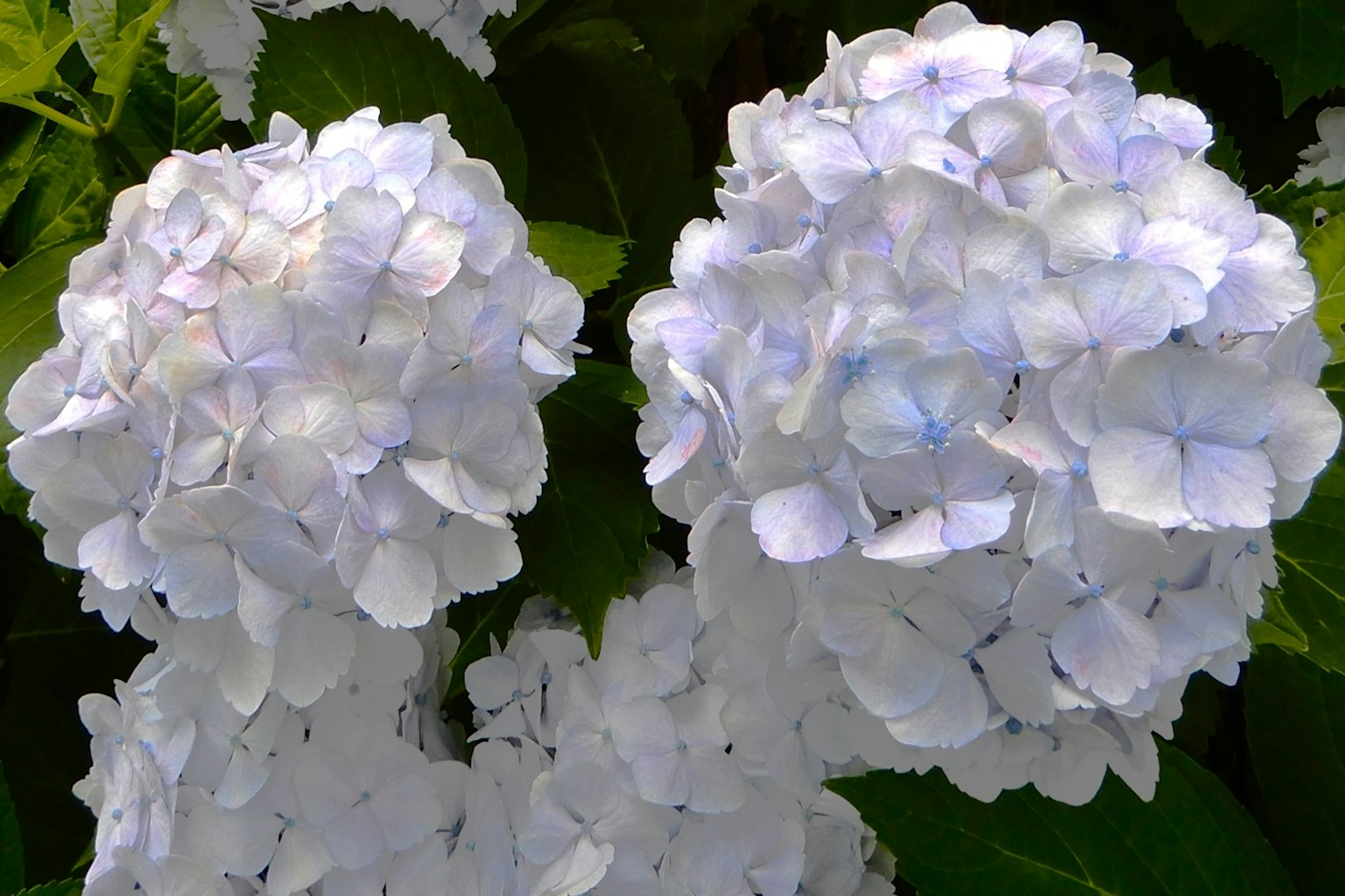Clusters of white hydrangea flowers with green leaves