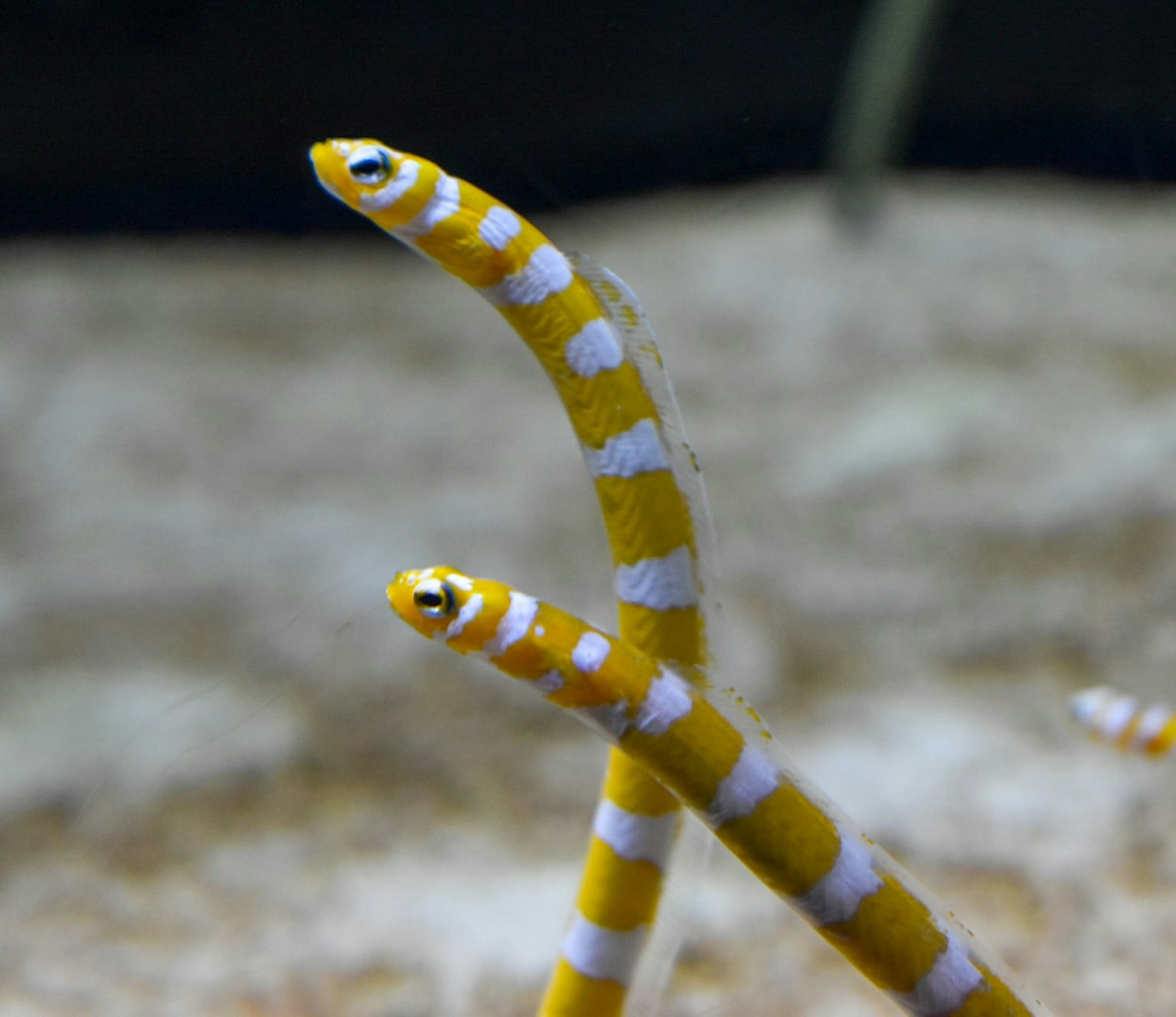 Gelb-weiß gestreifte Fische, die sich im Wasser kreuzen