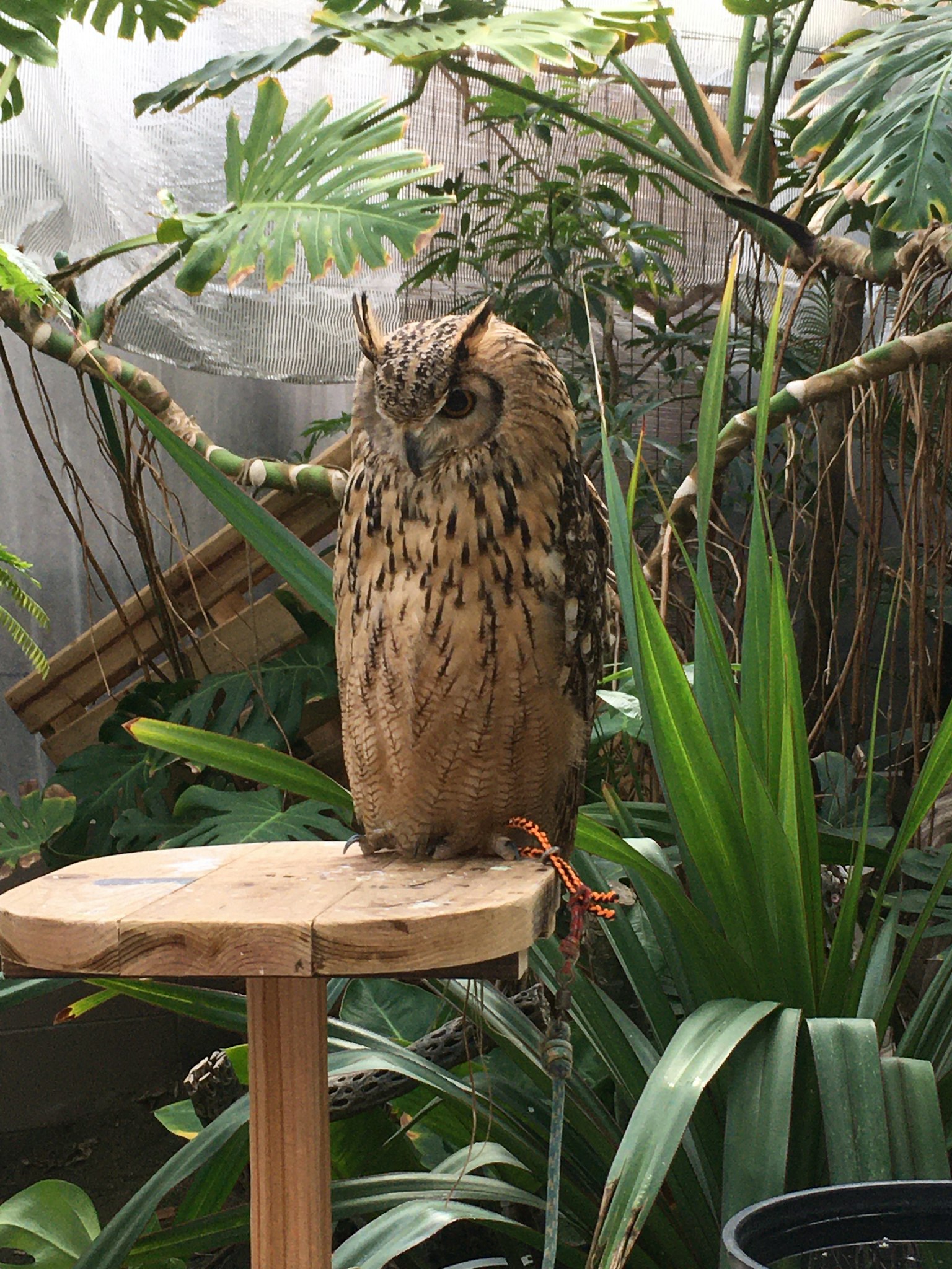 Un hibou se tenant sur un perchoir en bois entouré de plantes vertes luxuriantes