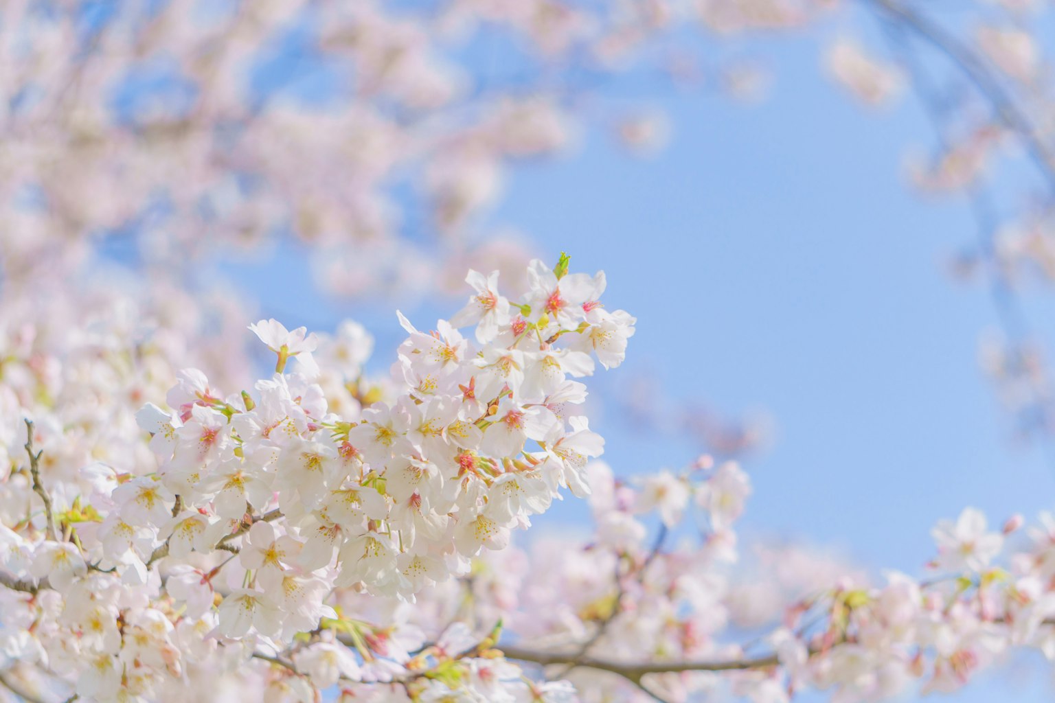 Fiori di ciliegio in piena fioritura contro un cielo blu chiaro