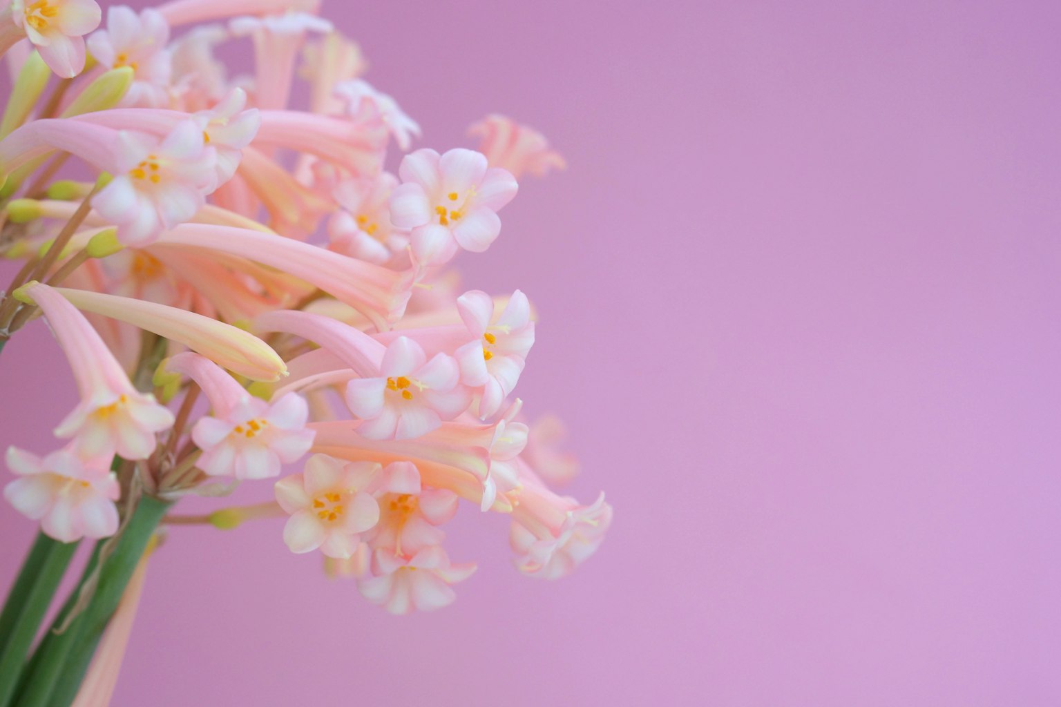 Primo piano di fiori rosa e bianchi su uno sfondo rosa chiaro