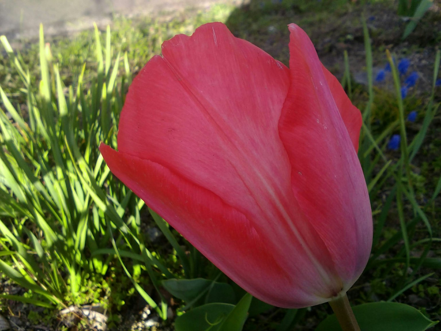 Một bông hoa tulip đỏ nở giữa cỏ xanh
