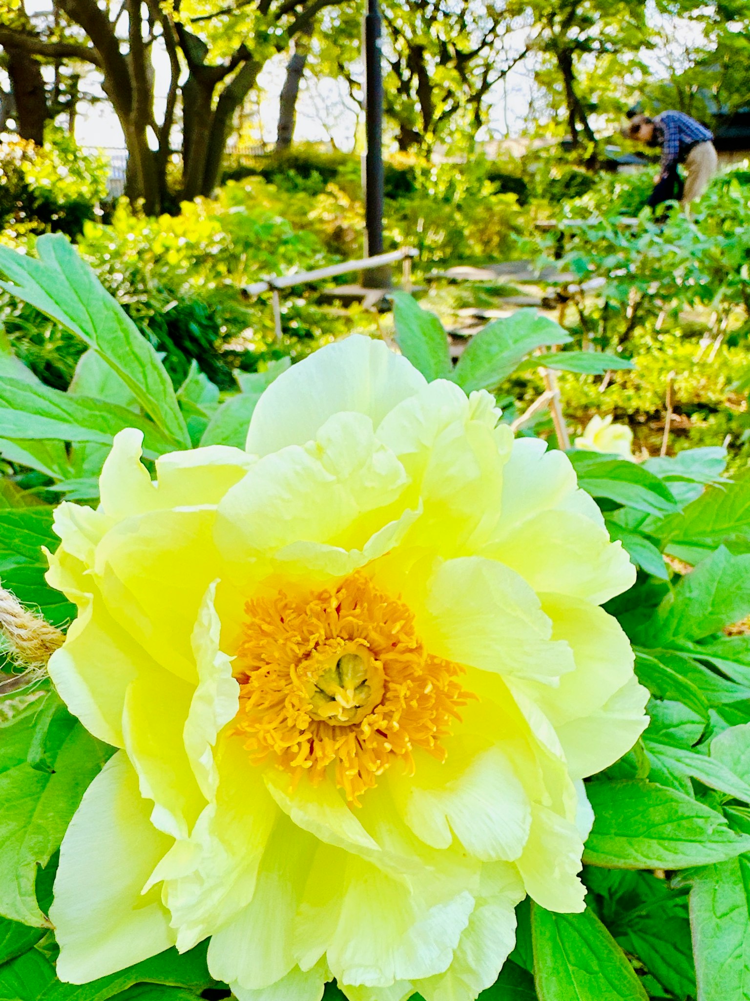 Una flor amarilla brillante rodeada de hojas verdes en un jardín