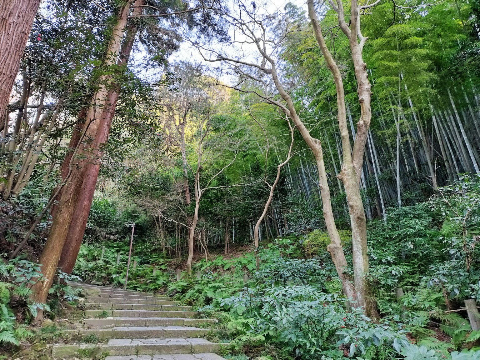 通往郁郁蔥蔥森林的石階，周圍有竹子和樹木