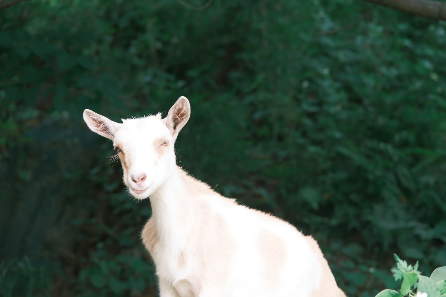 Una capra bianca in piedi contro uno sfondo verde