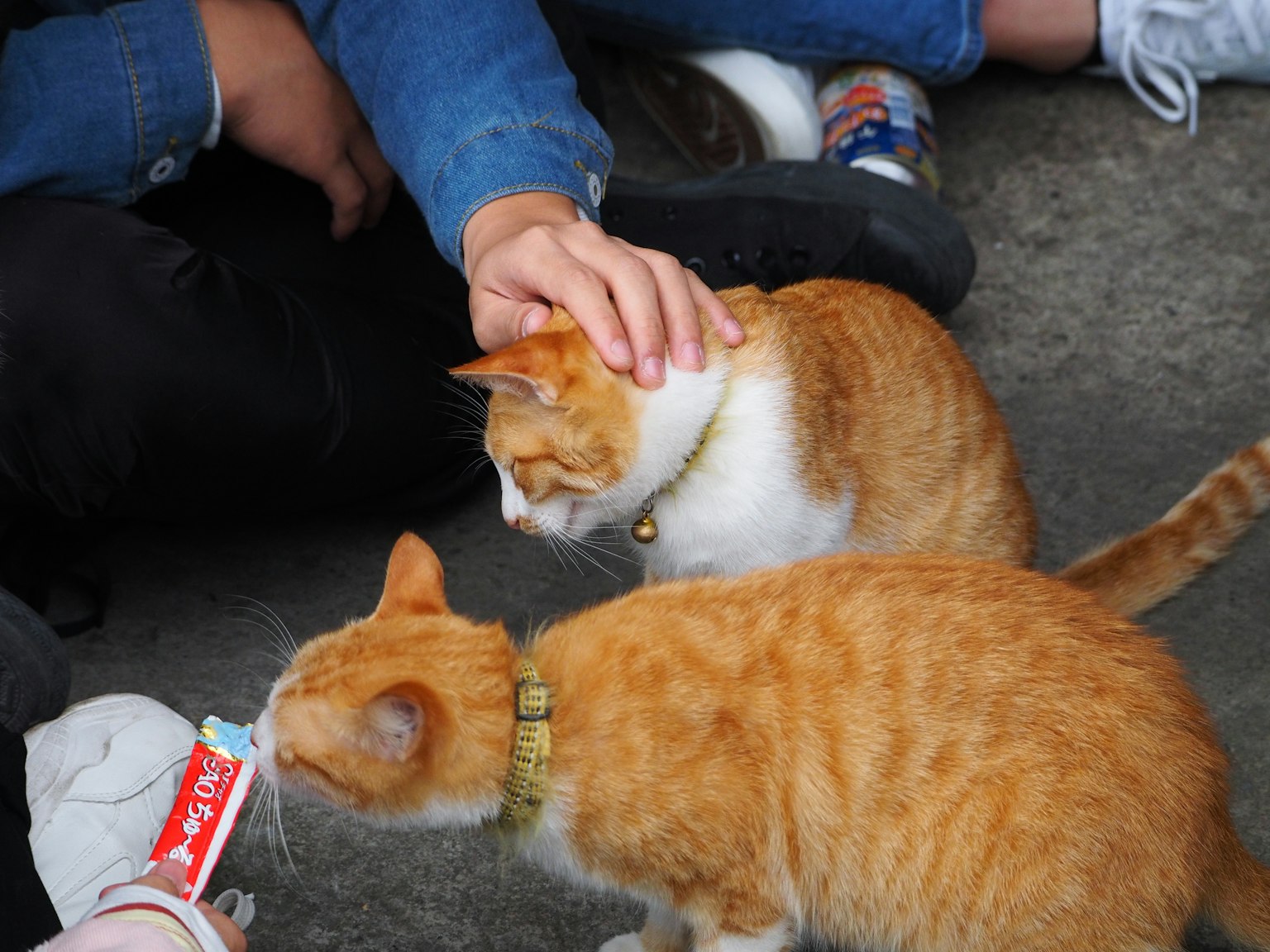 Dua kucing oranye dekat orang dengan satu tangan mengelus kucing