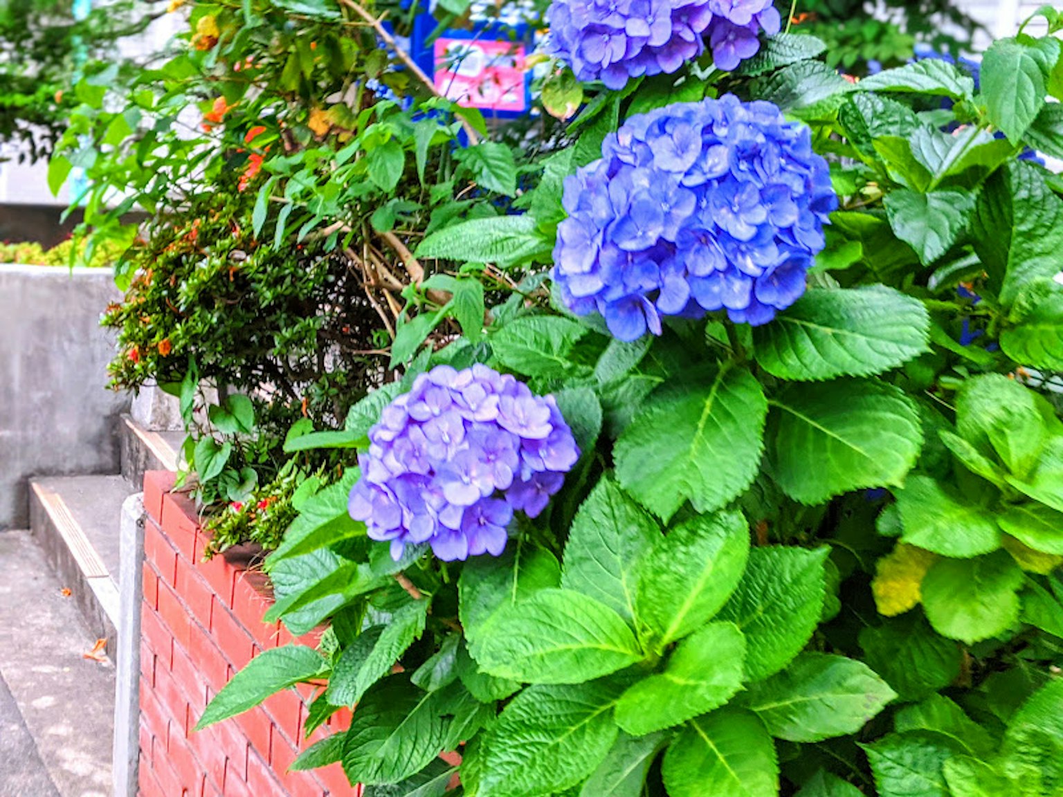 Una scena di giardino con fiori di ortensia blu e foglie verdi