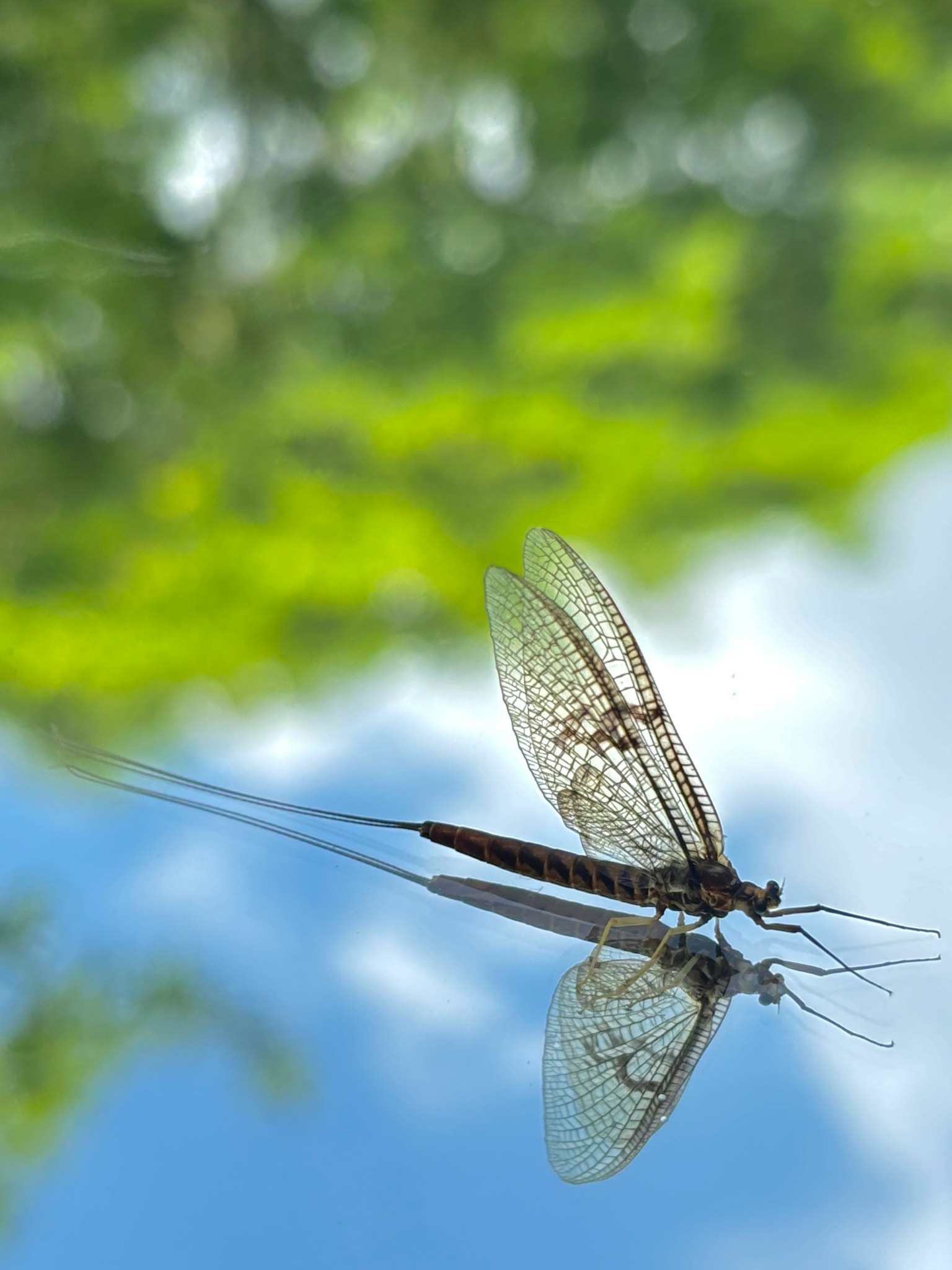 Serangga dengan sayap transparan mengapung di latar belakang langit biru