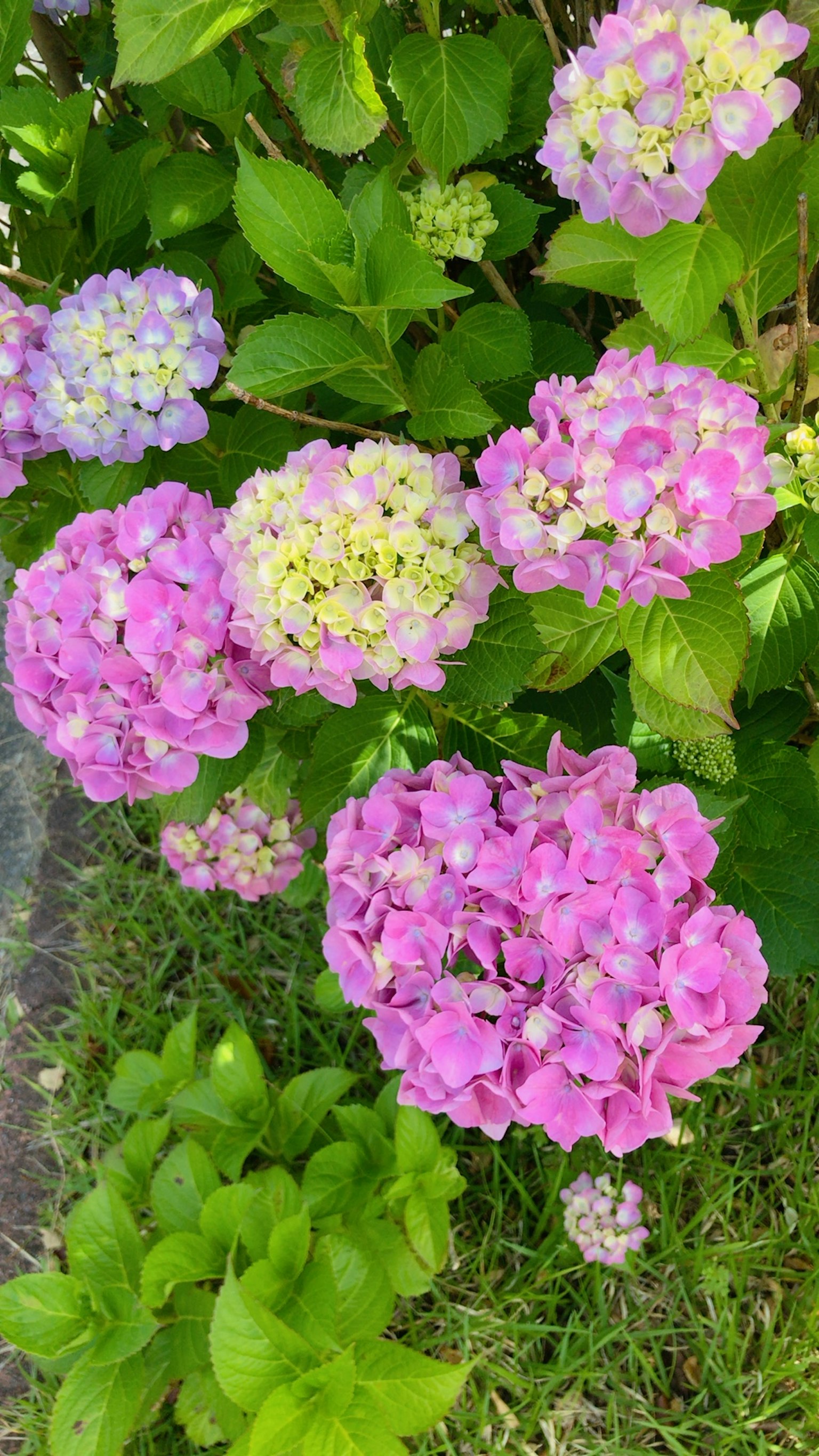 色彩斑斓的绣球花盛开