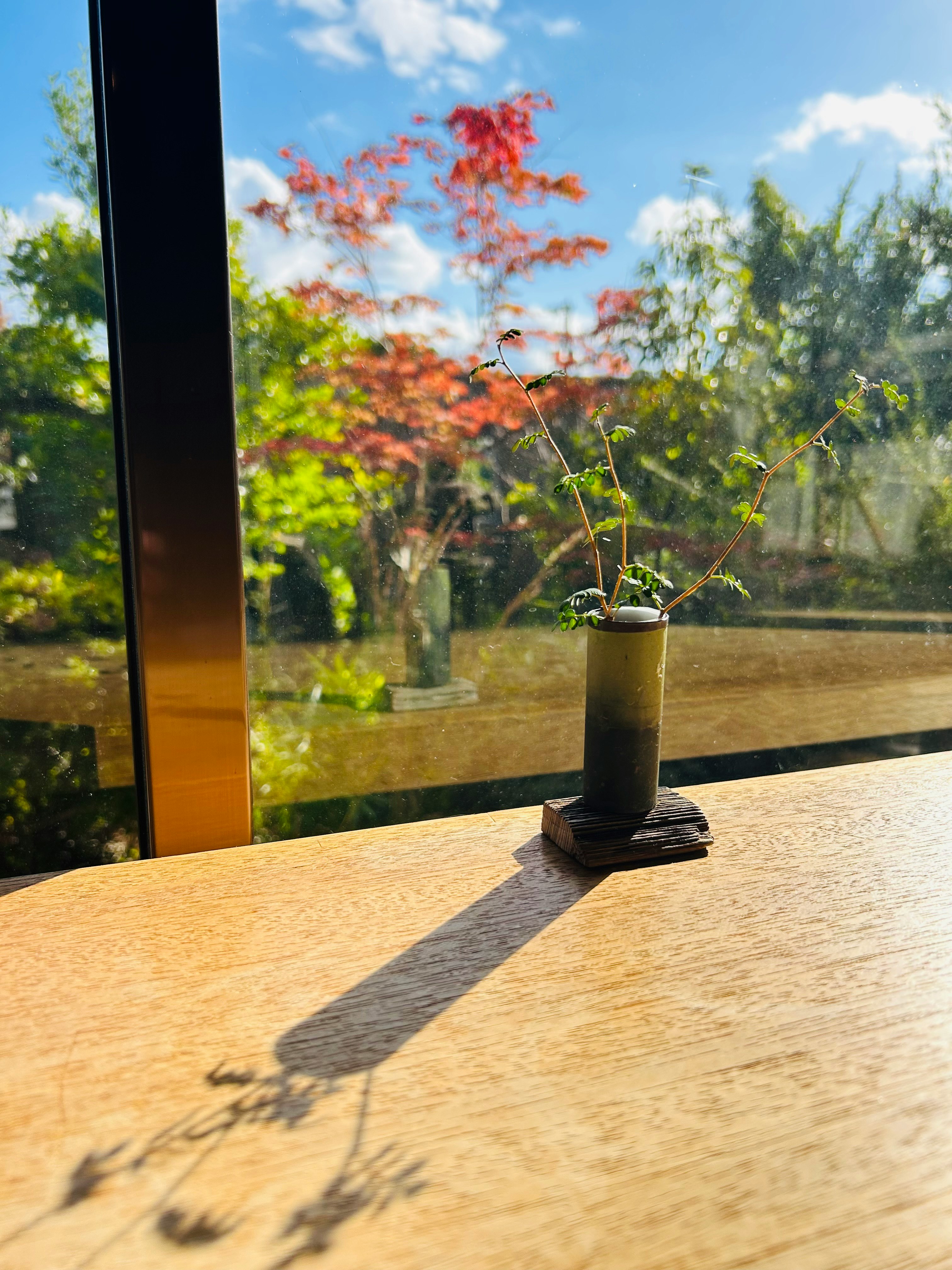 kleine Topfpflanze auf einem Tisch am Fenster mit Blick auf den Garten unter blauem Himmel