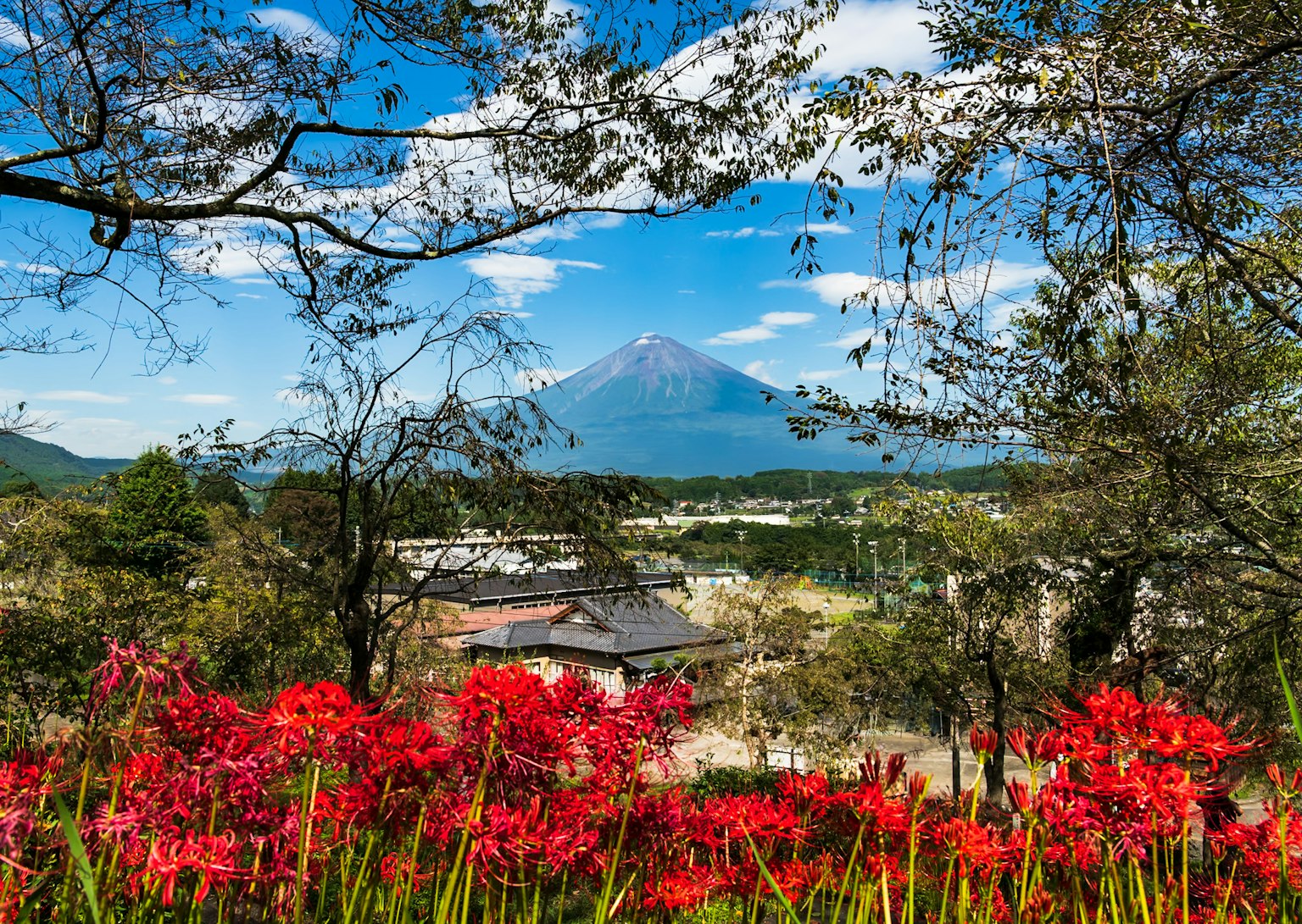 富士山的风景，前景有生动的红色花朵