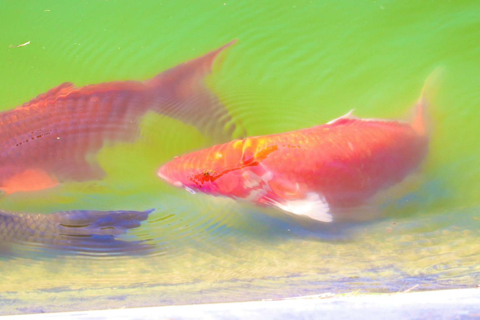 ปลาสีแดงว่ายน้ำในน้ำสีเขียวที่มีคลื่น
