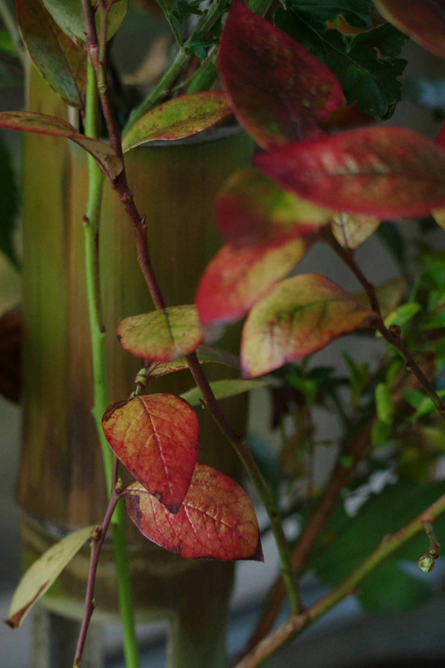 特写的植物，颜色丰富的叶子