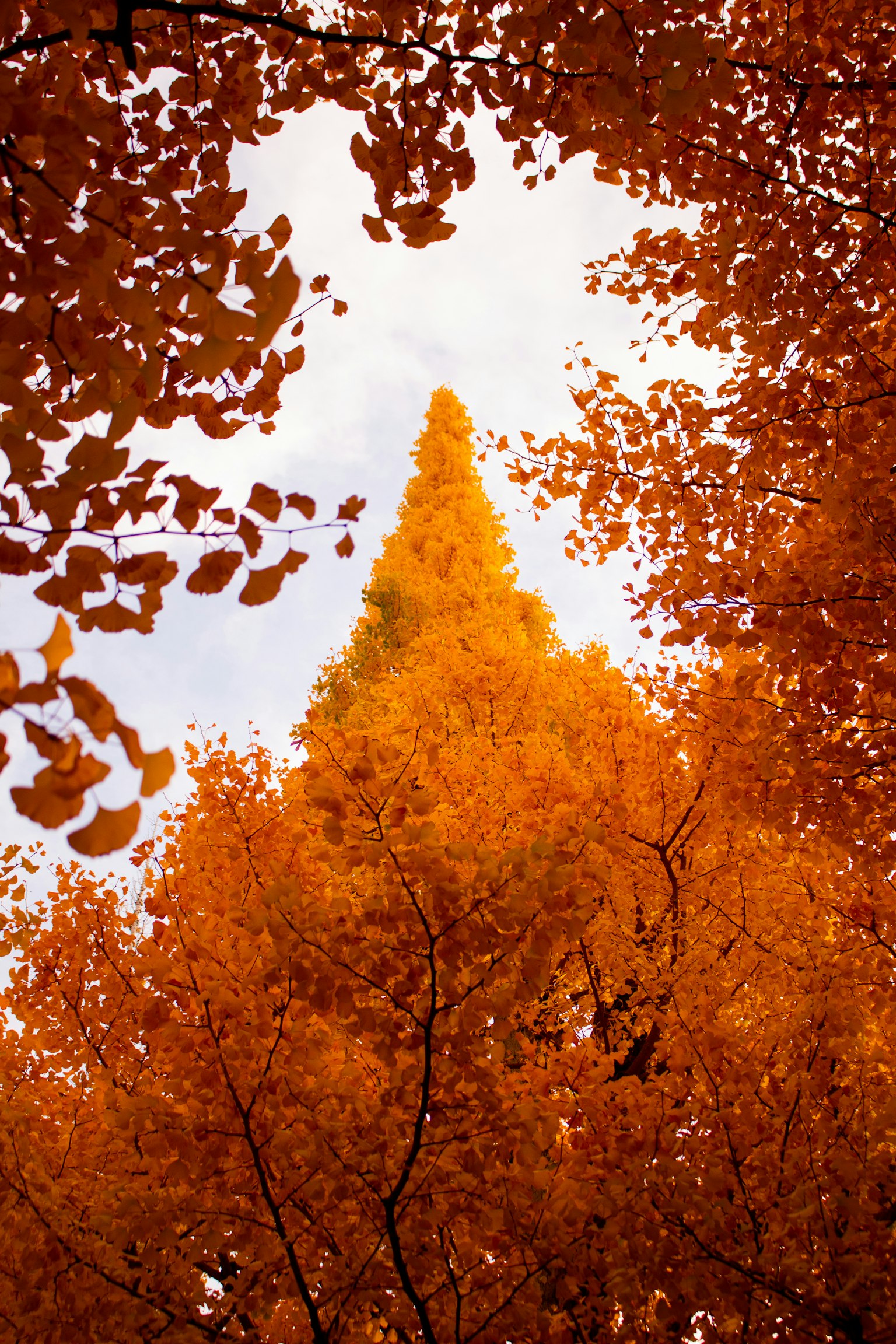秋の紅葉に囲まれたオレンジ色の木の頂上が見える
