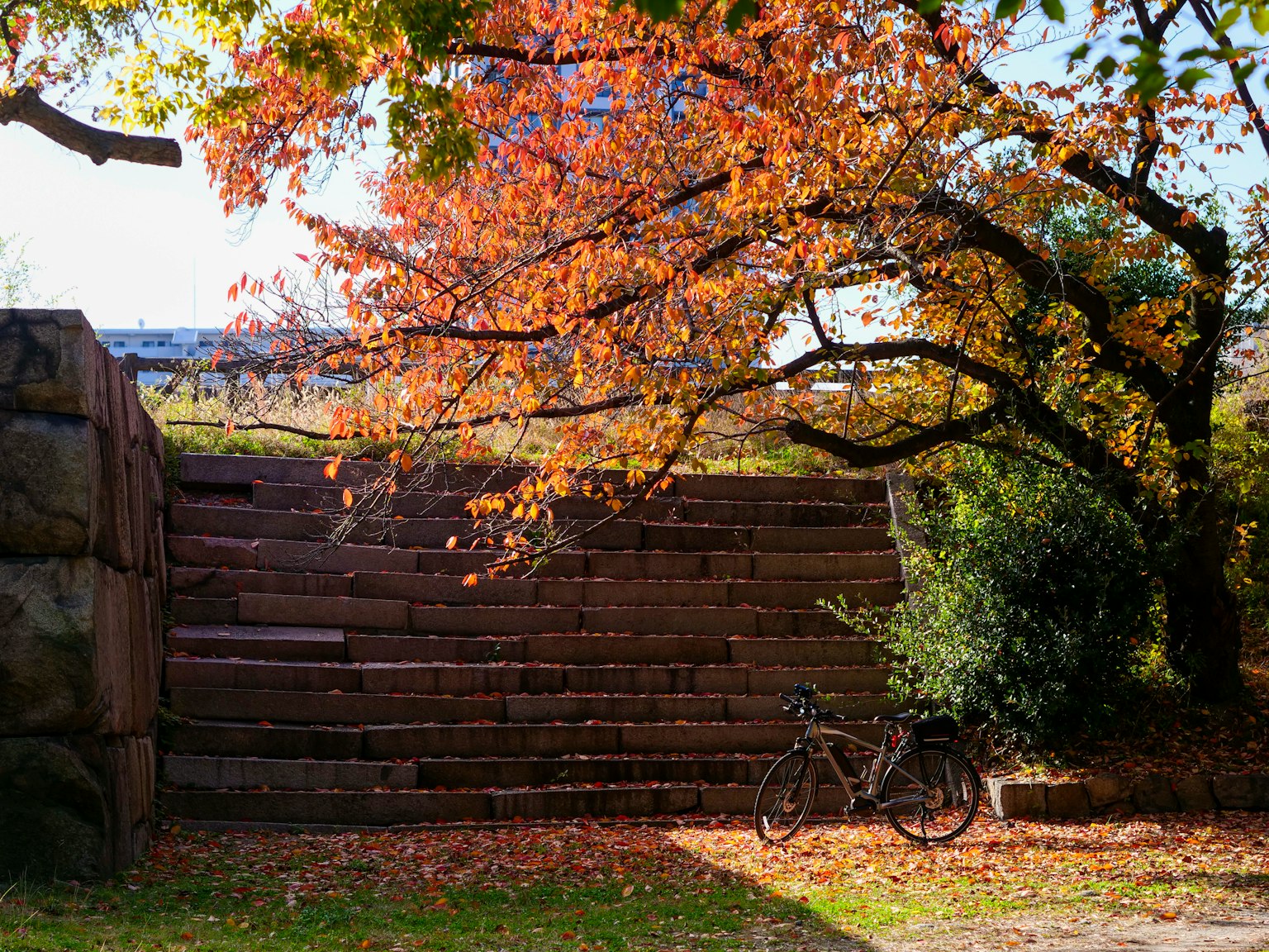 A bicycle resting under a tree with autumn foliage