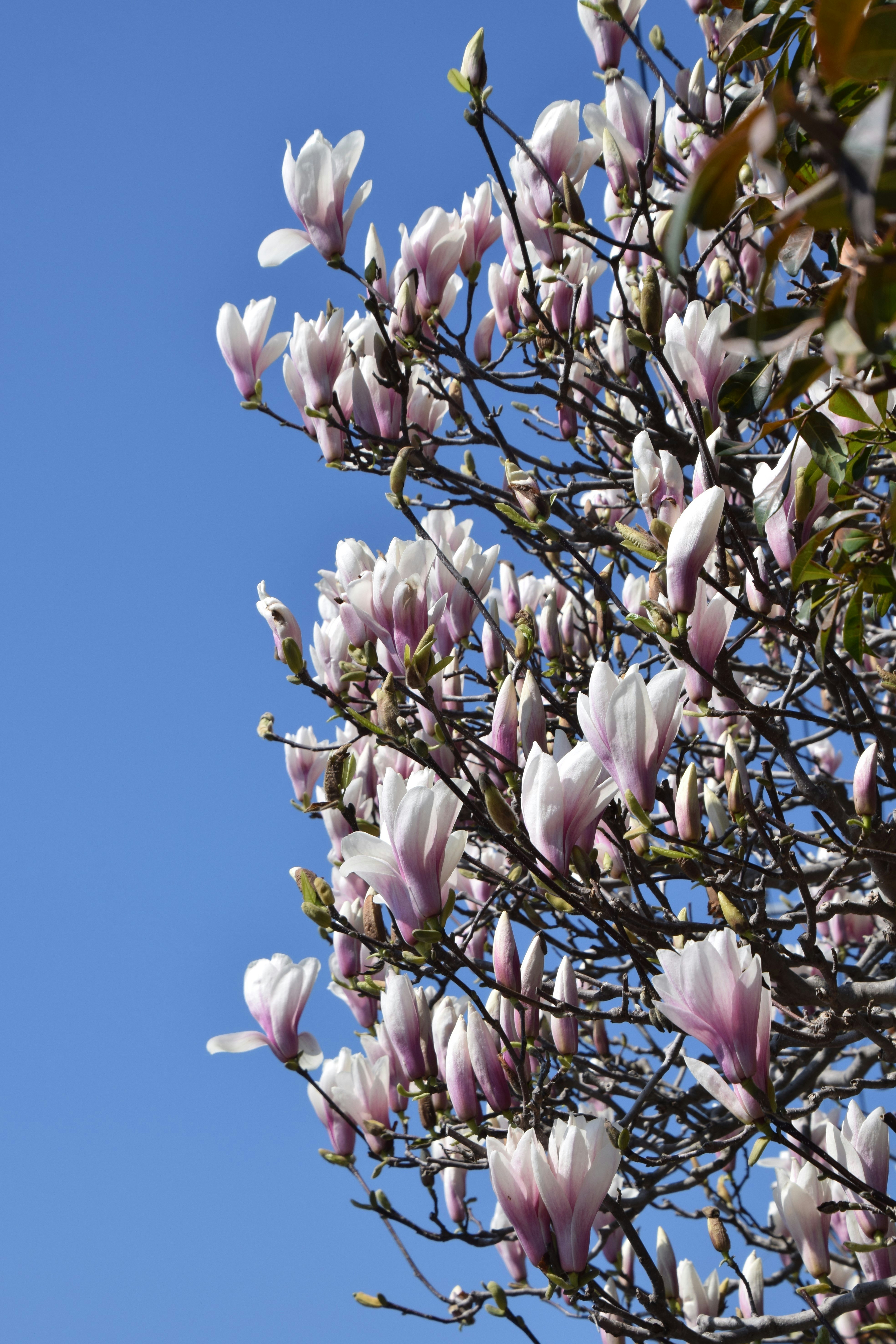 Magnolia blossoms on a branch against a blue sky