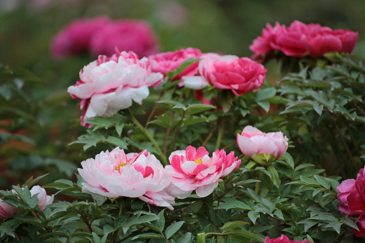 Una scena di giardino con fiori di peonia colorati in fiore