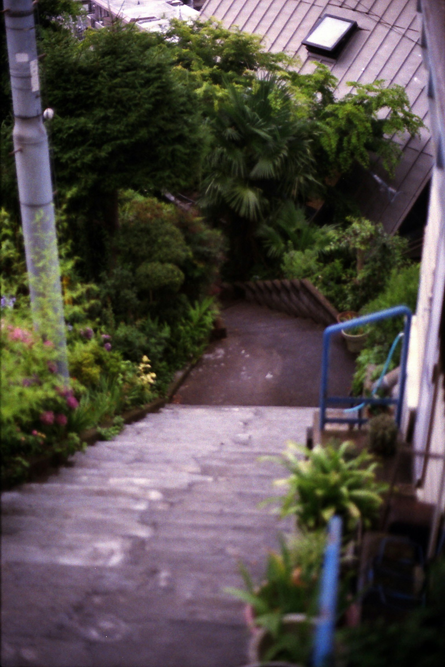 Escalier entouré de verdure luxuriante