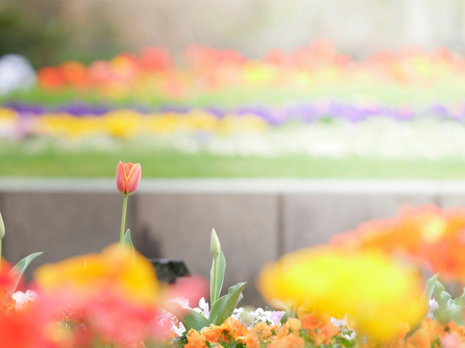 Un vivace giardino pieno di fiori in fiore