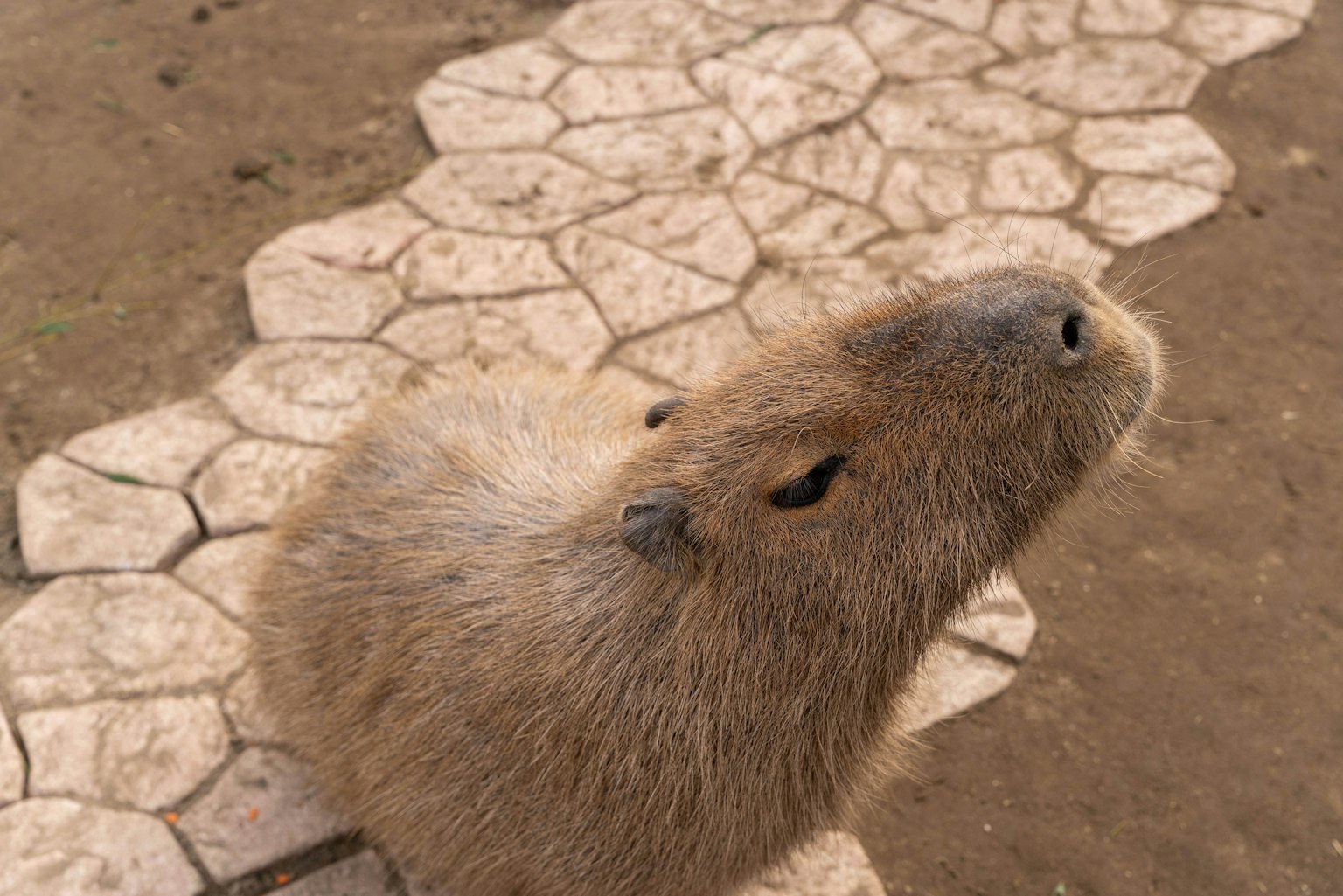 Primer plano de un capibara en un camino de piedra