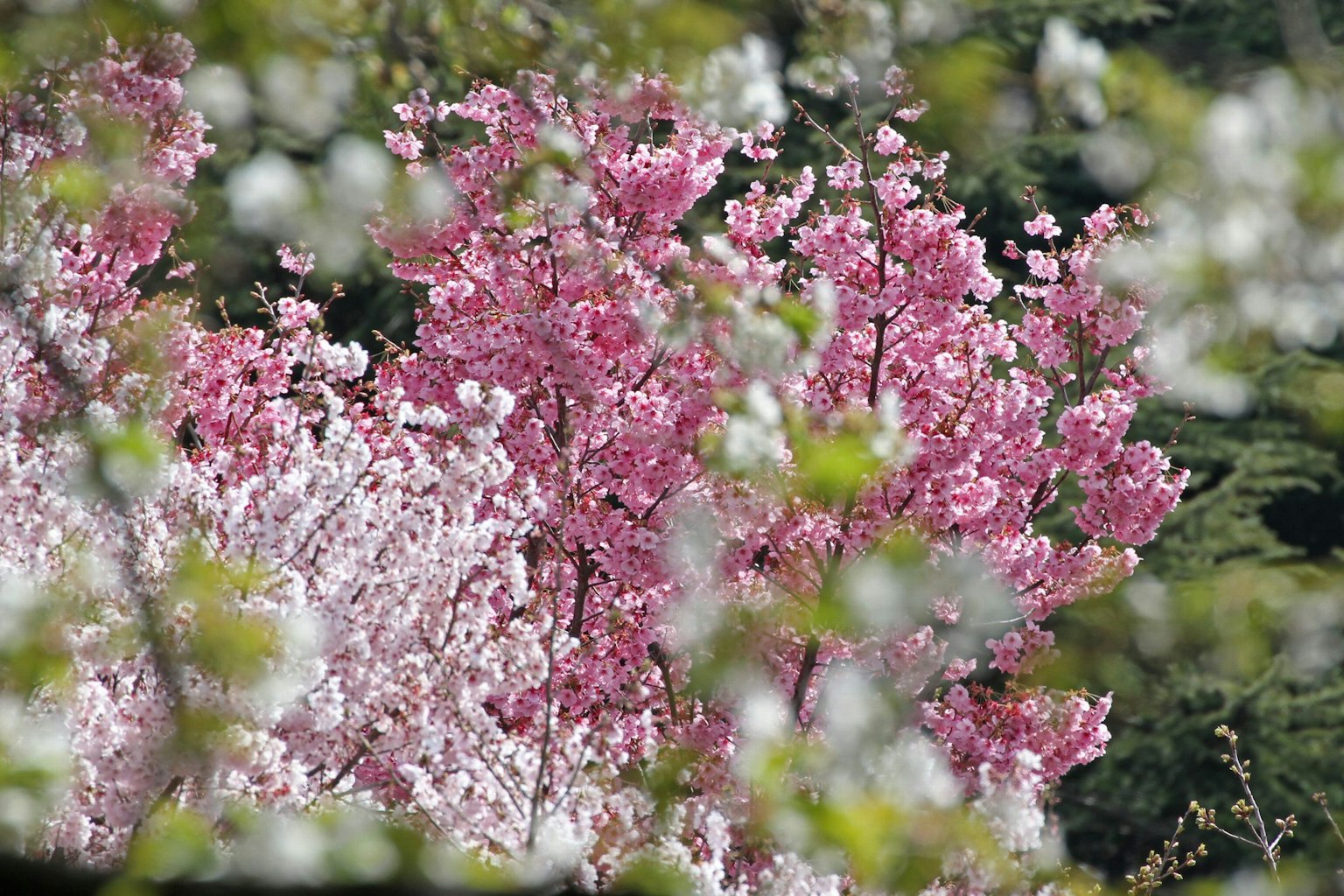 Pohon sakura yang mekar penuh dengan bunga merah muda dan putih