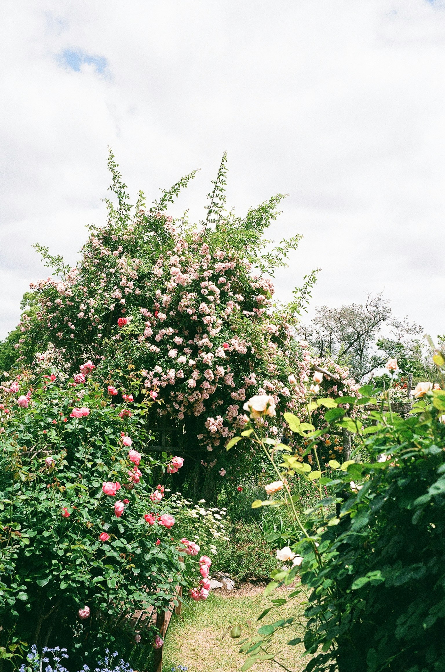 A garden scene featuring blooming pink roses and lush greenery