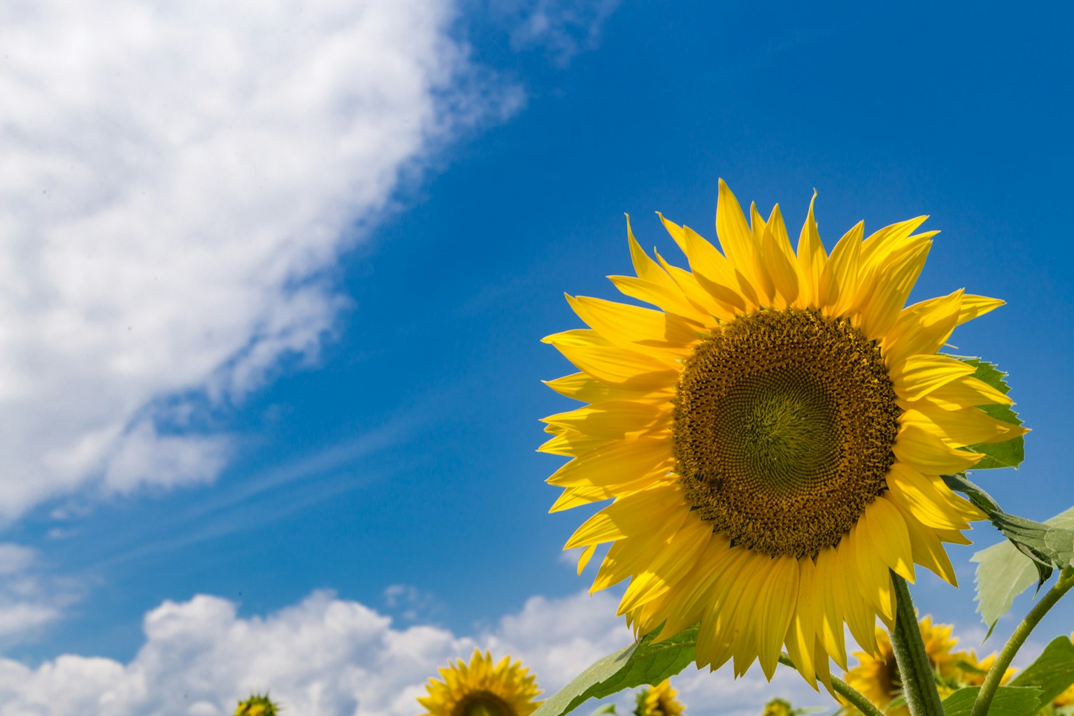 Bright sunflower under a blue sky