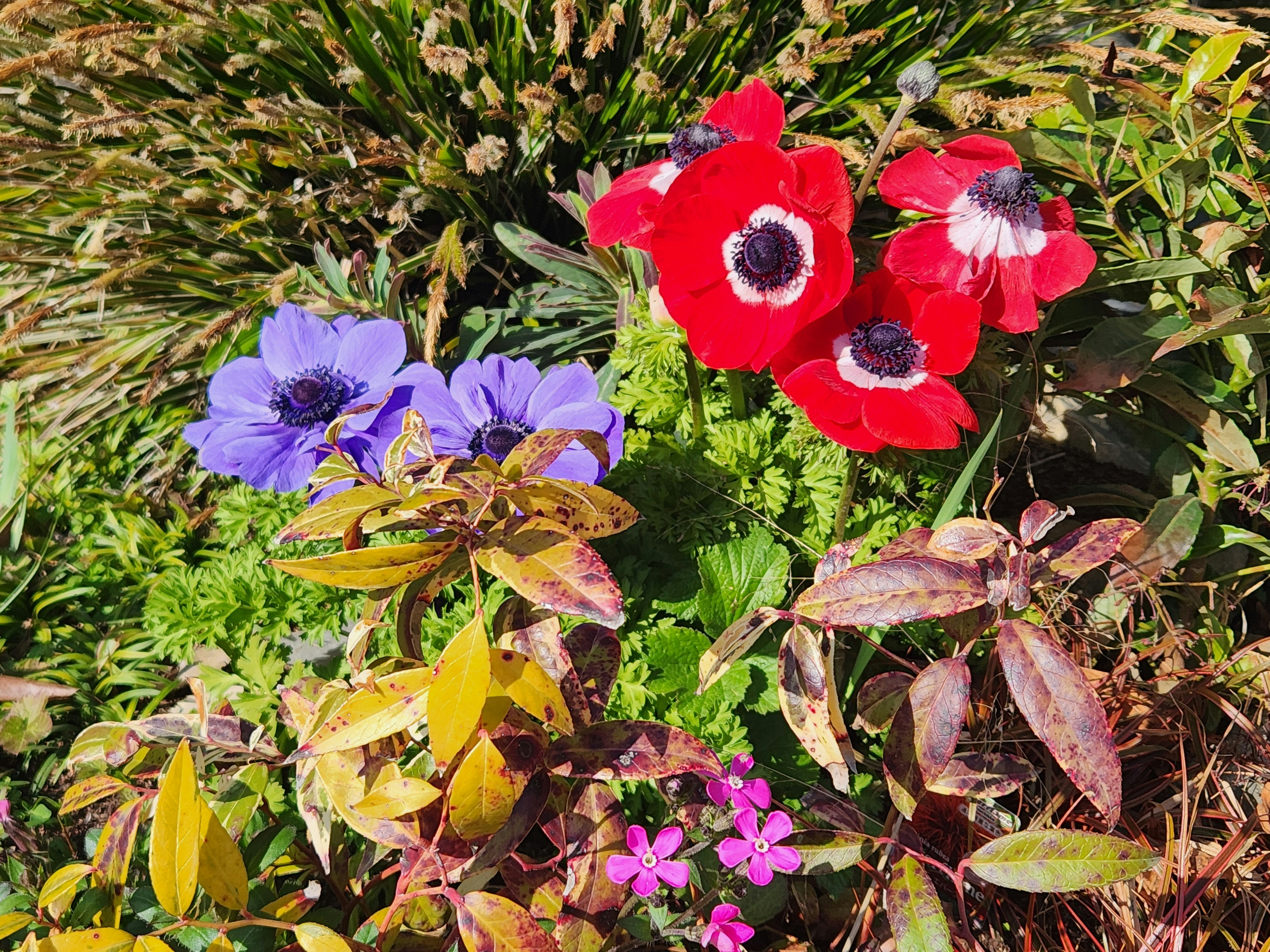 赤いアネモネと紫の花が咲く花壇の草花
