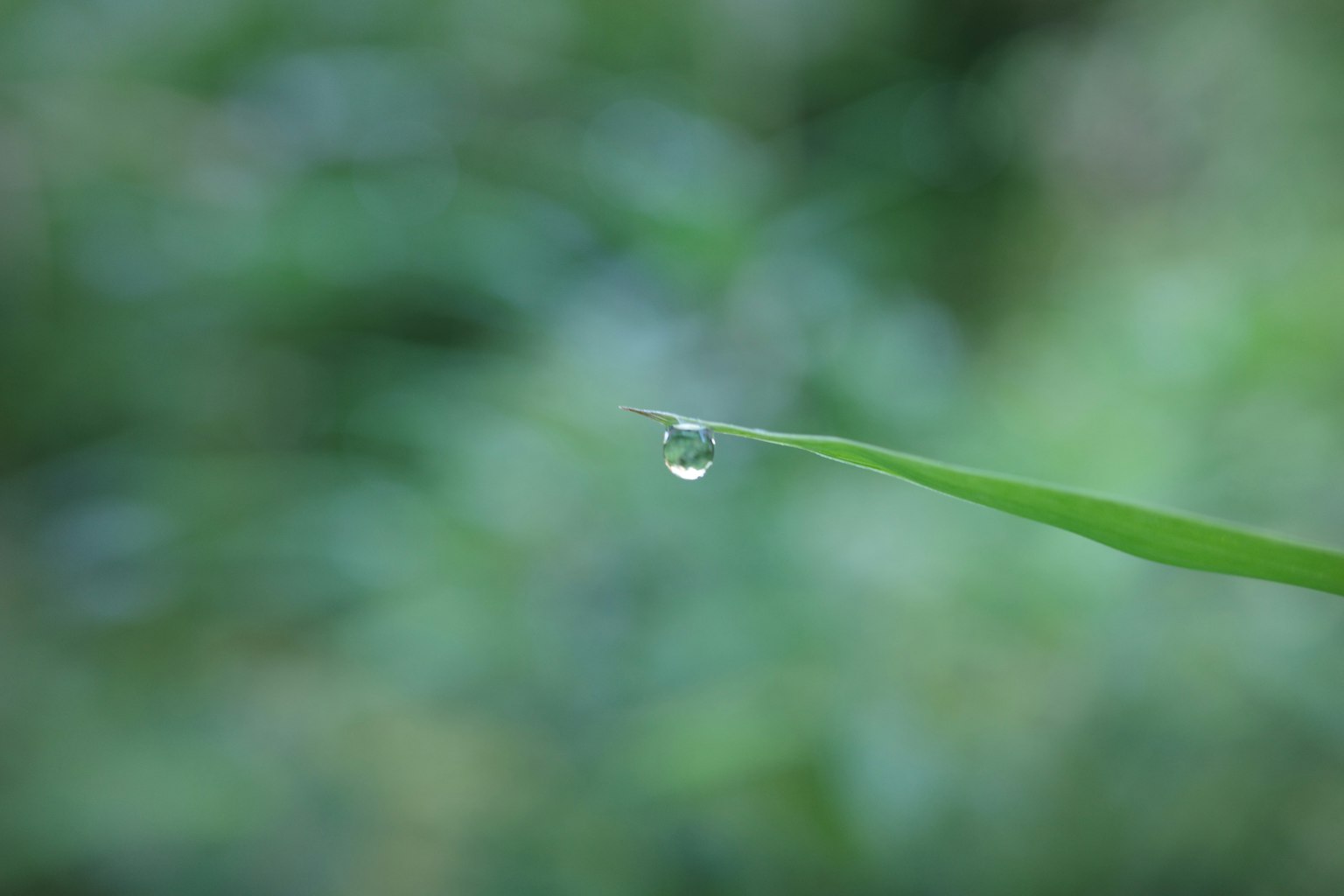 Une feuille avec une goutte d'eau sur un fond vert