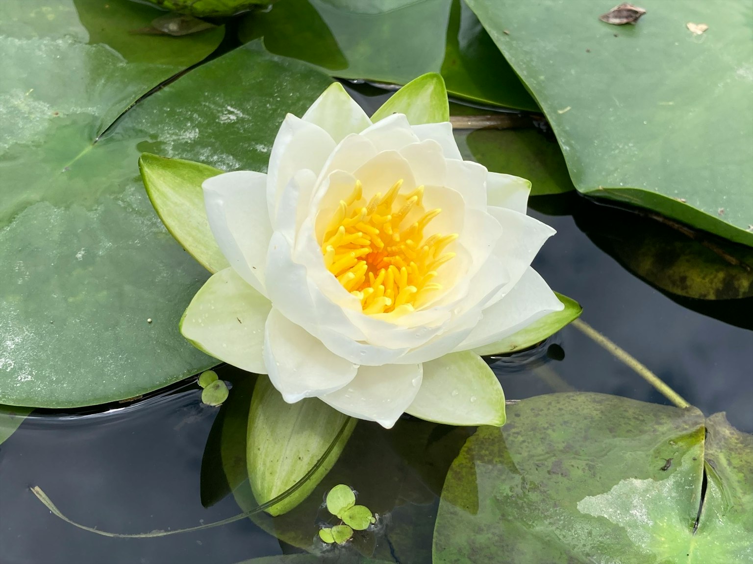 A white water lily flower floating on the water surrounded by green leaves