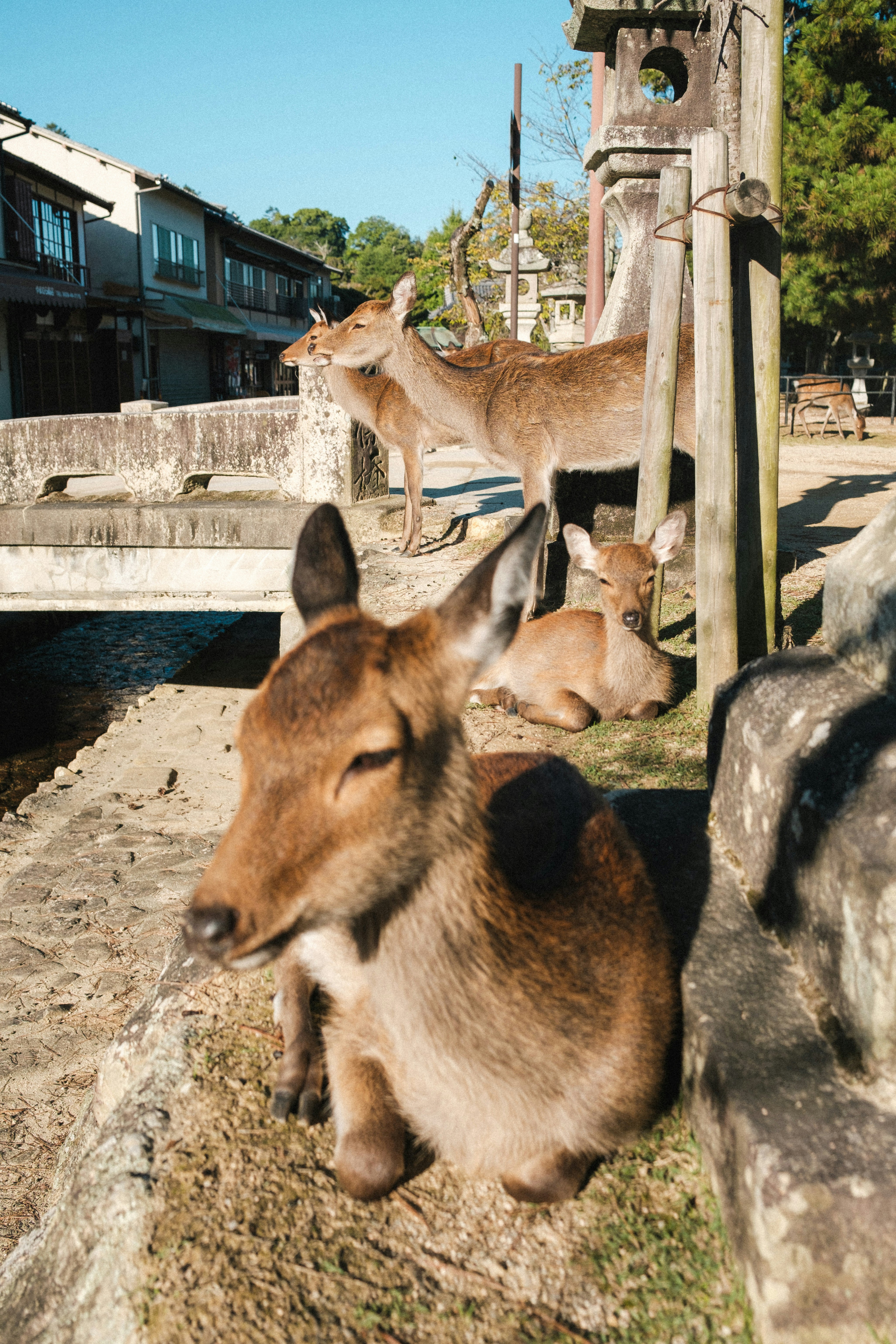 Des cerfs rassemblés près d’une zone d’alimentation à Miyajima