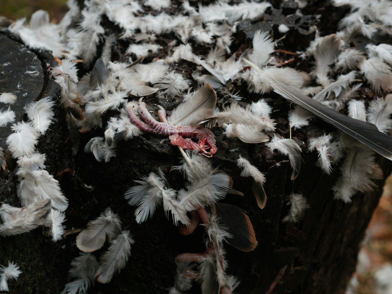 Combinación de plumas blancas y una pequeña criatura en un tronco de árbol
