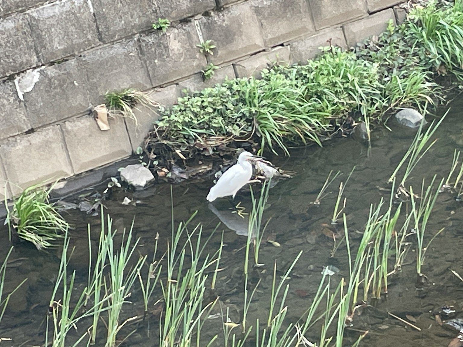 水邊站著的白鳥和綠色草