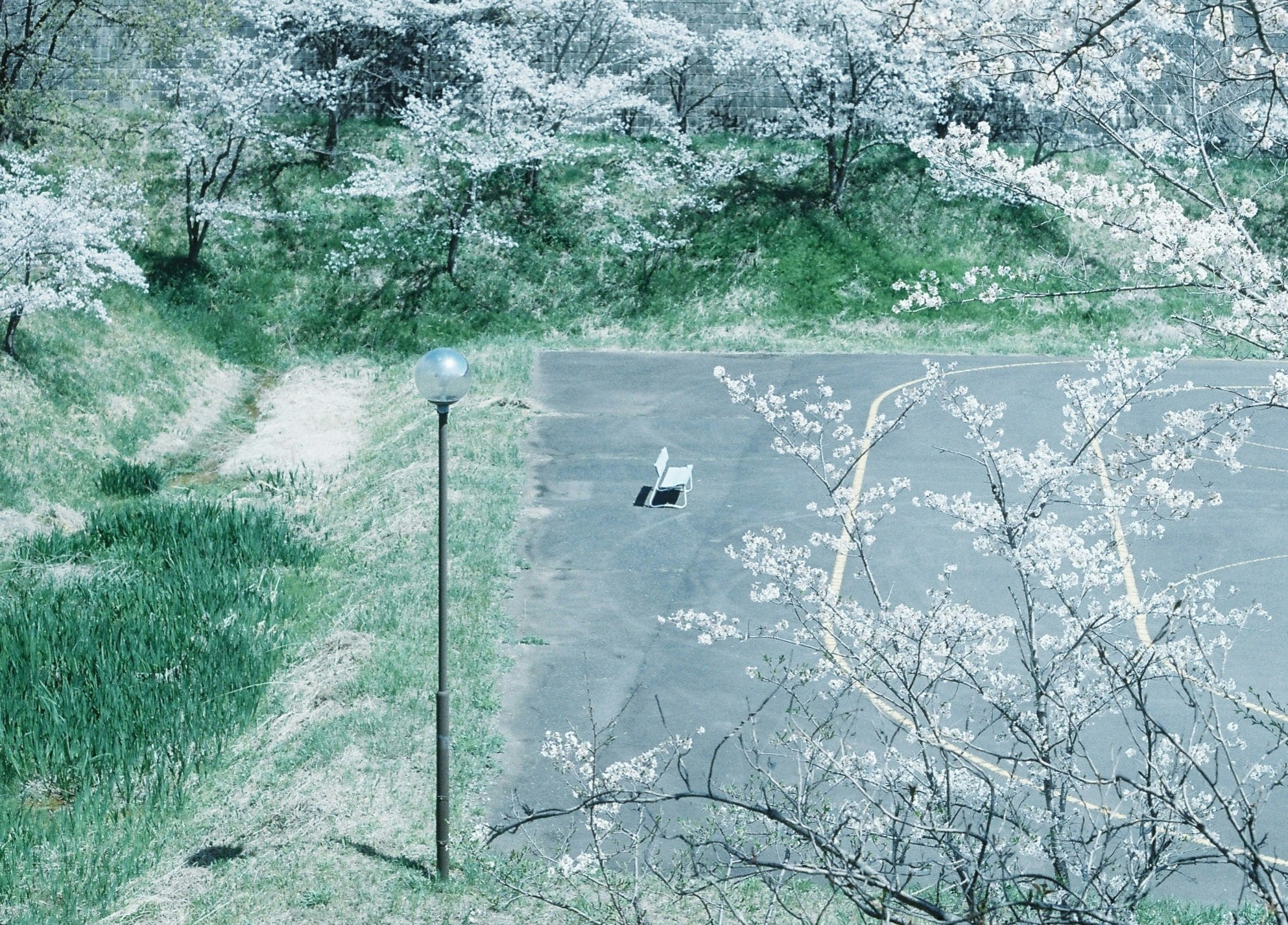 桜の枝と水辺のある公園の散歩道