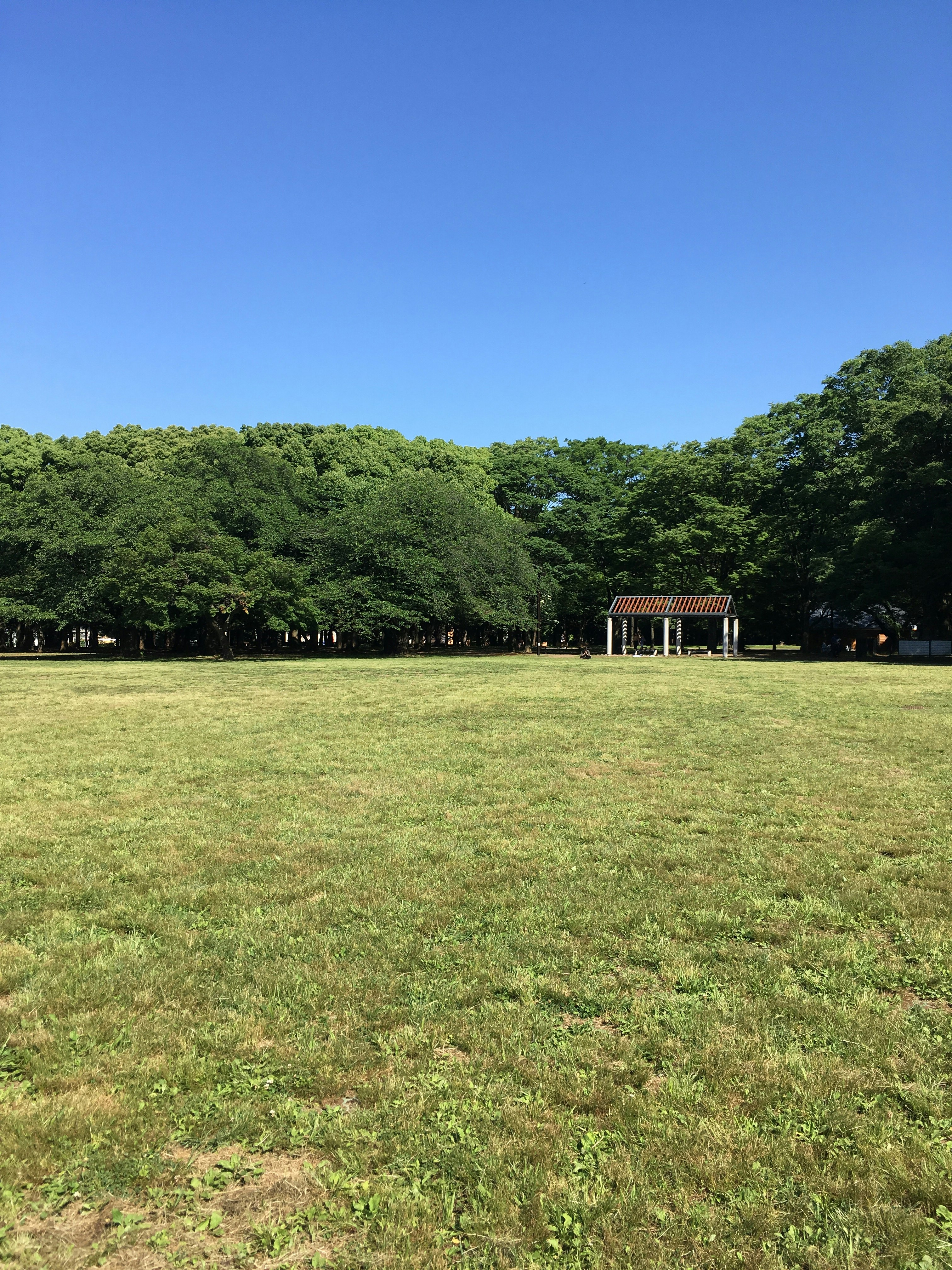 Wide grassy park under a clear blue sky with trees in the background