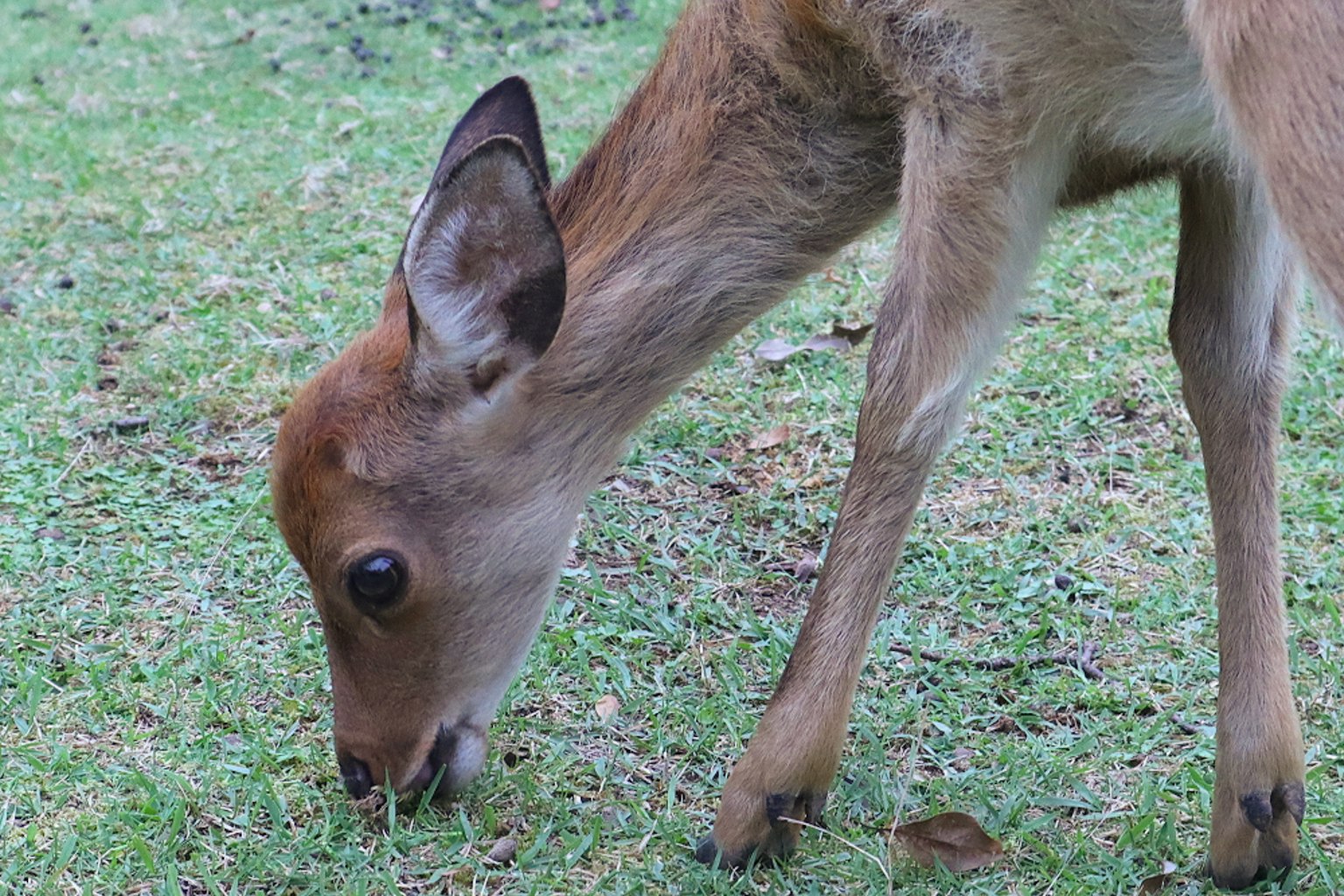Rusa muda yang merumput di rumput