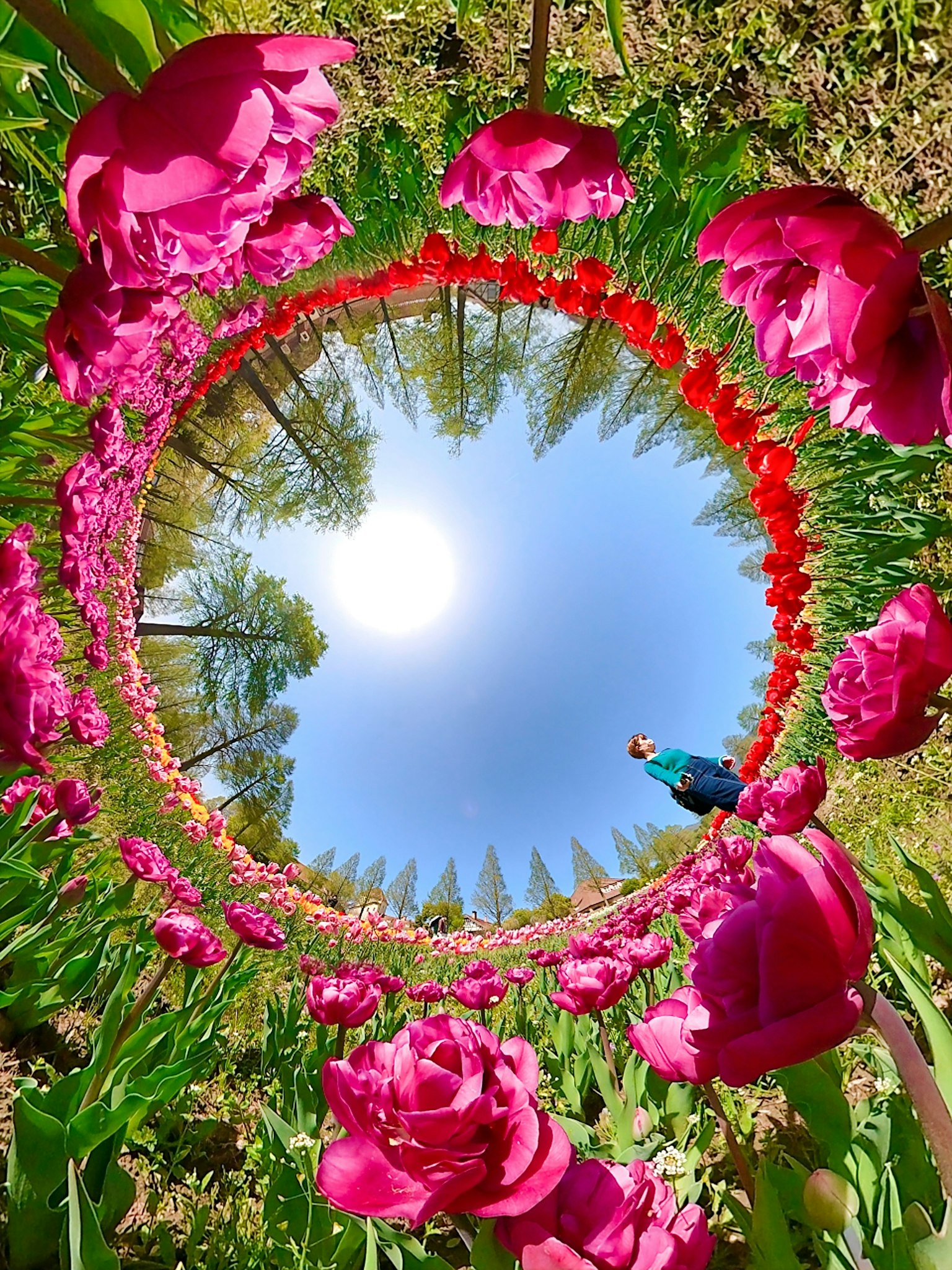 Una escena de jardín vibrante con tulipanes rosas rodeando un cielo azul brillante