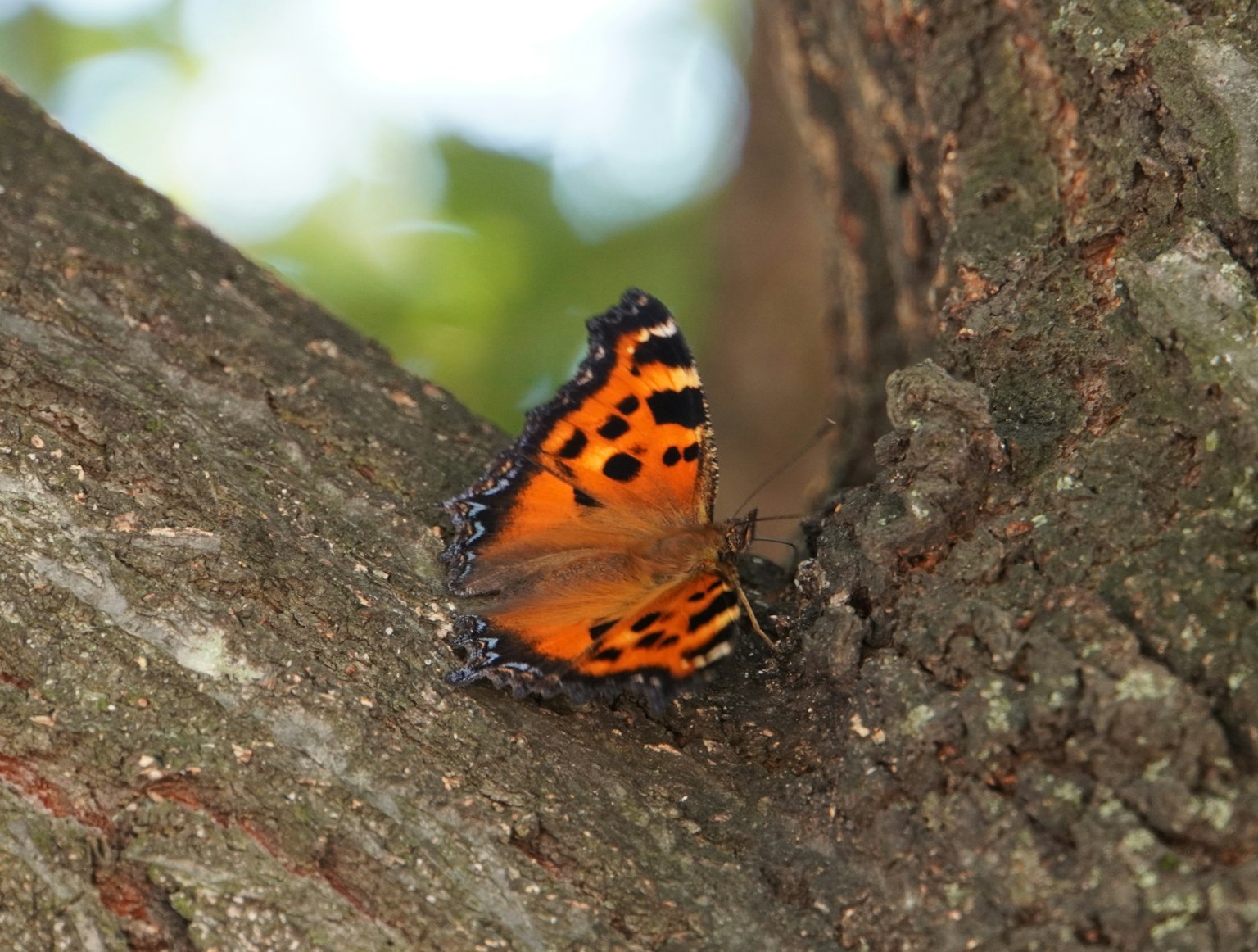 Un beau papillon orange se reposant sur un tronc d'arbre